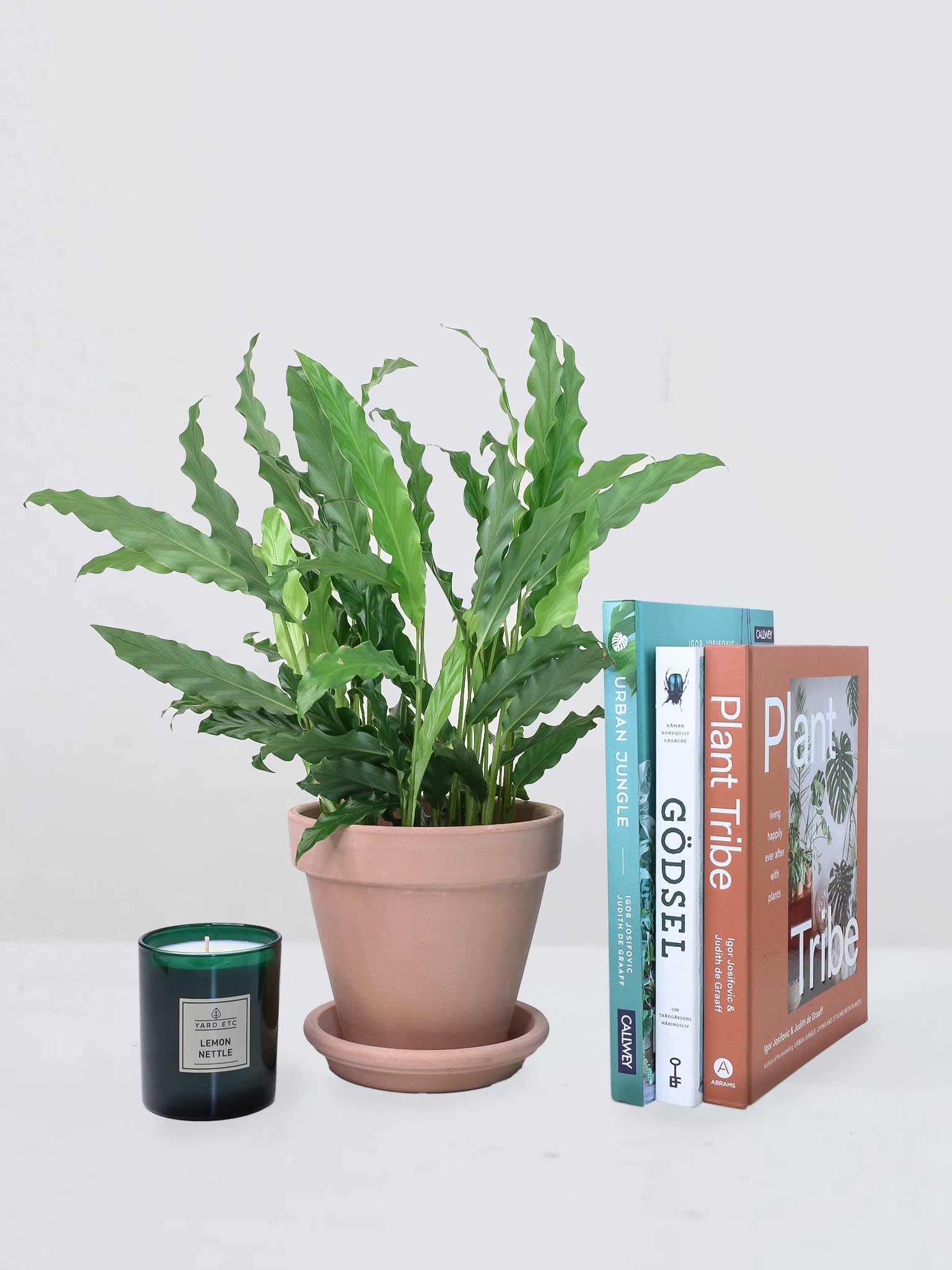 Calathea Rufibarba - Plantredo