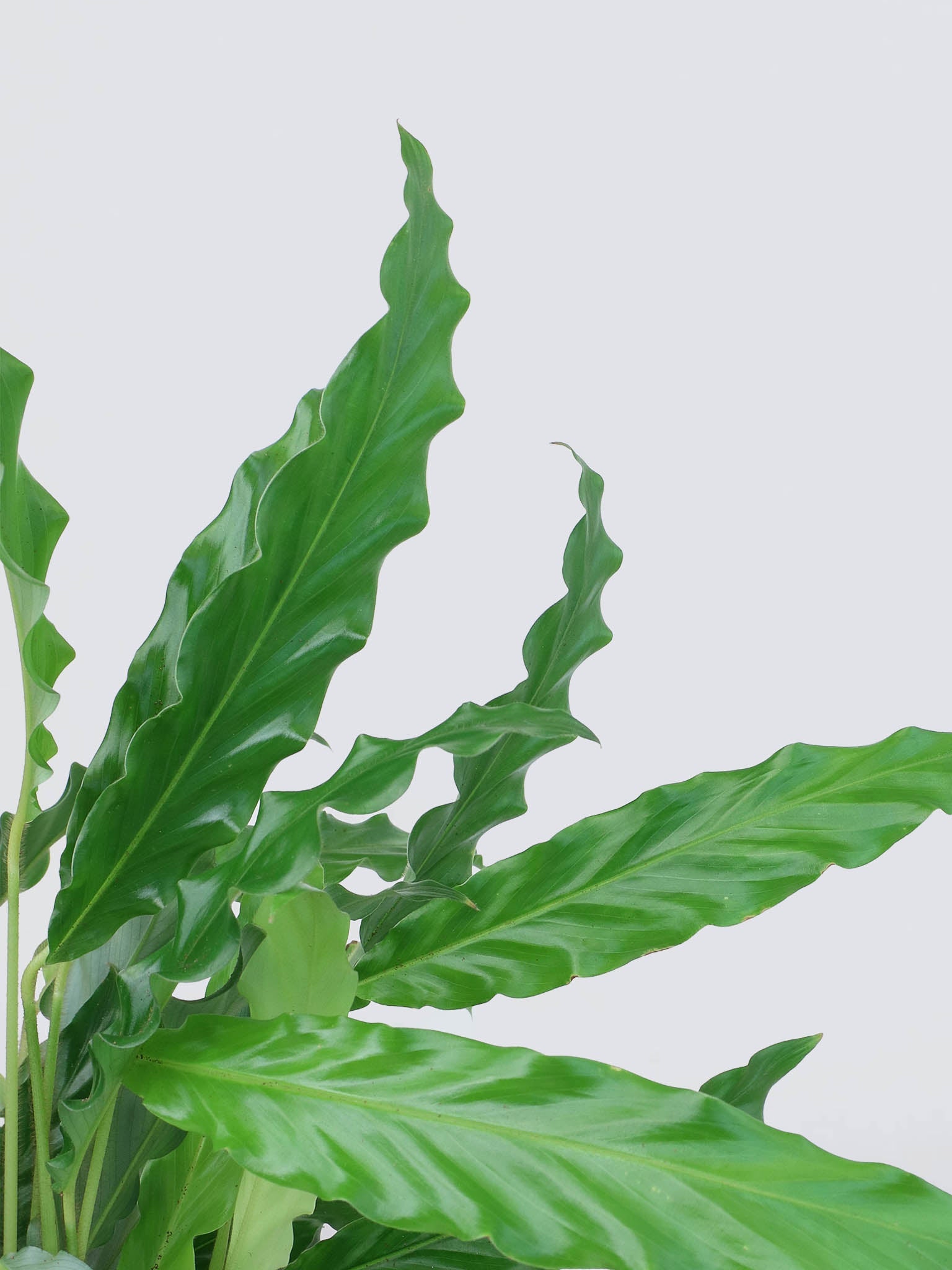 Calathea Rufibarba - Plantredo
