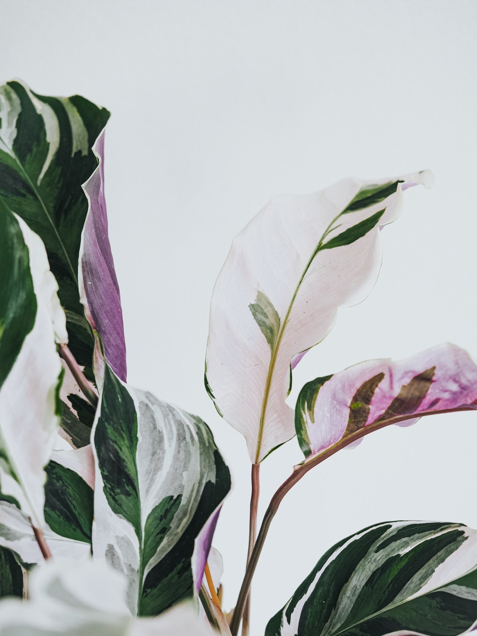Calathea ’White Fusion’ - Plantredo