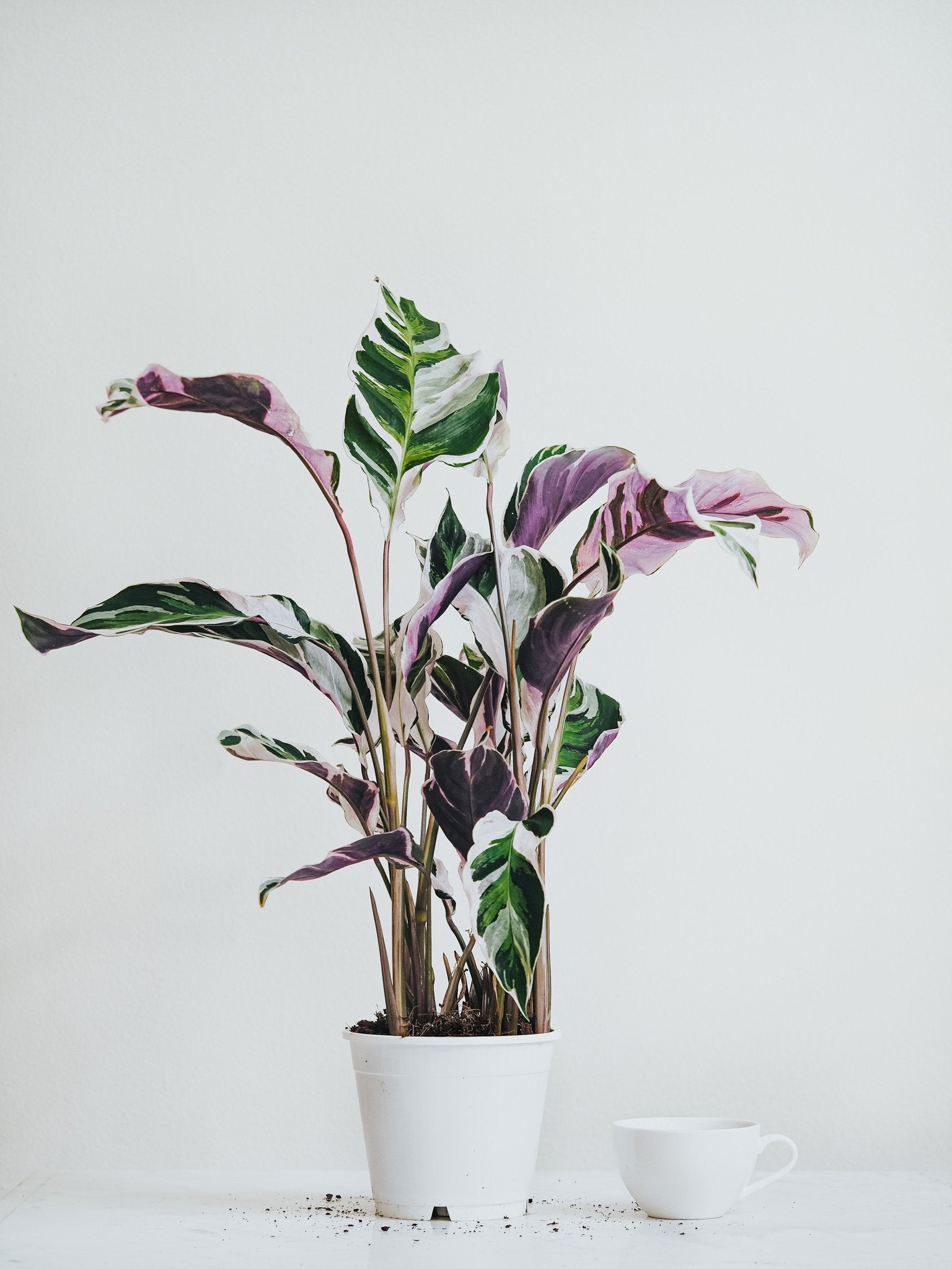 Calathea ’White Fusion’ - Plantredo