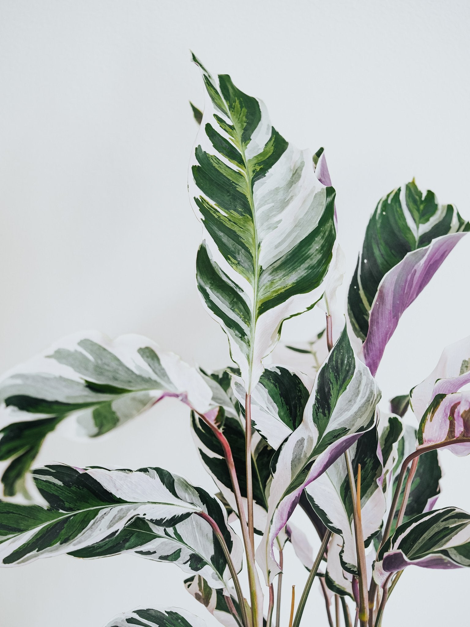 Calathea ’White Fusion’ - Plantredo