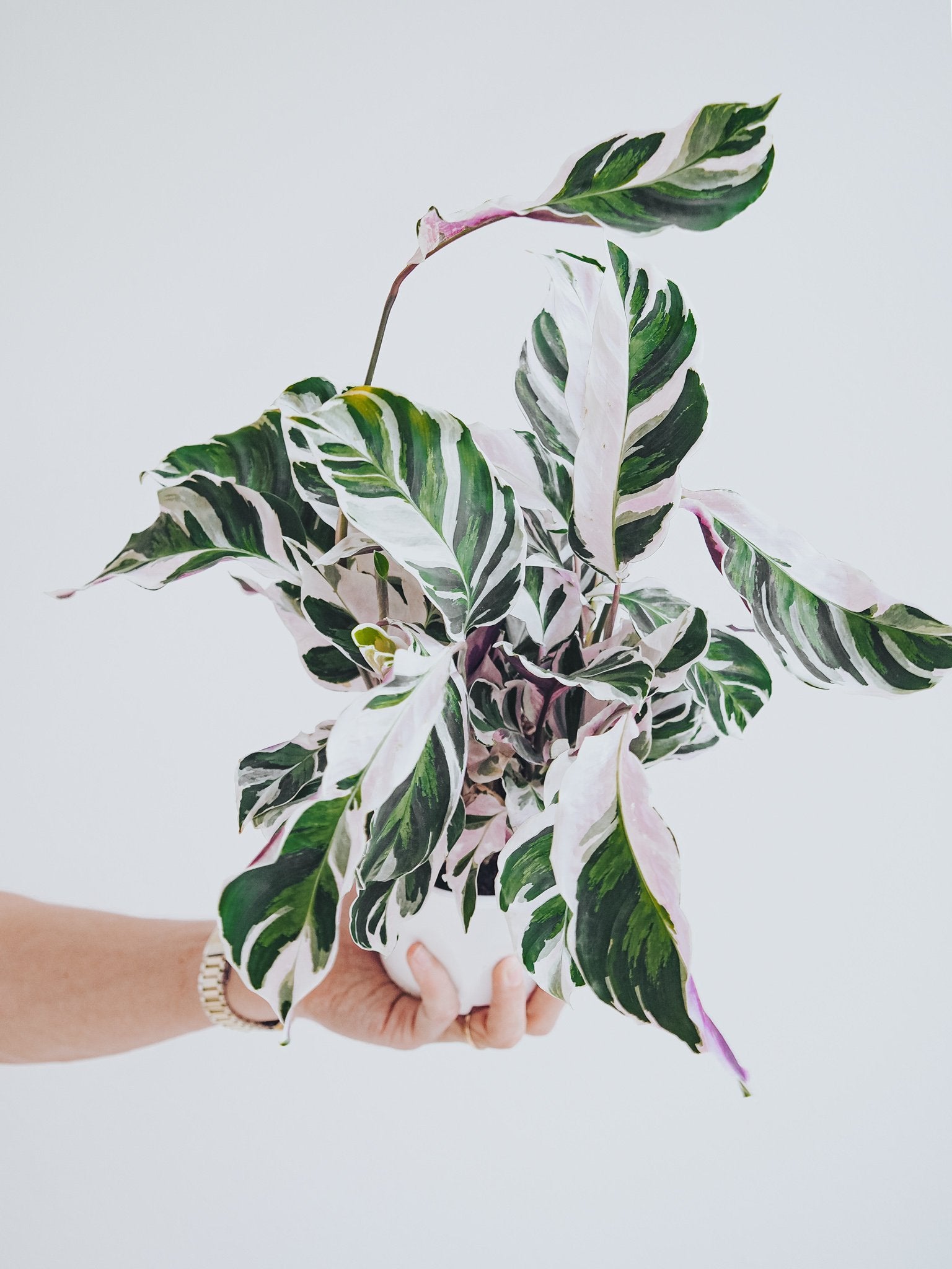 Calathea ’White Fusion’ - Plantredo
