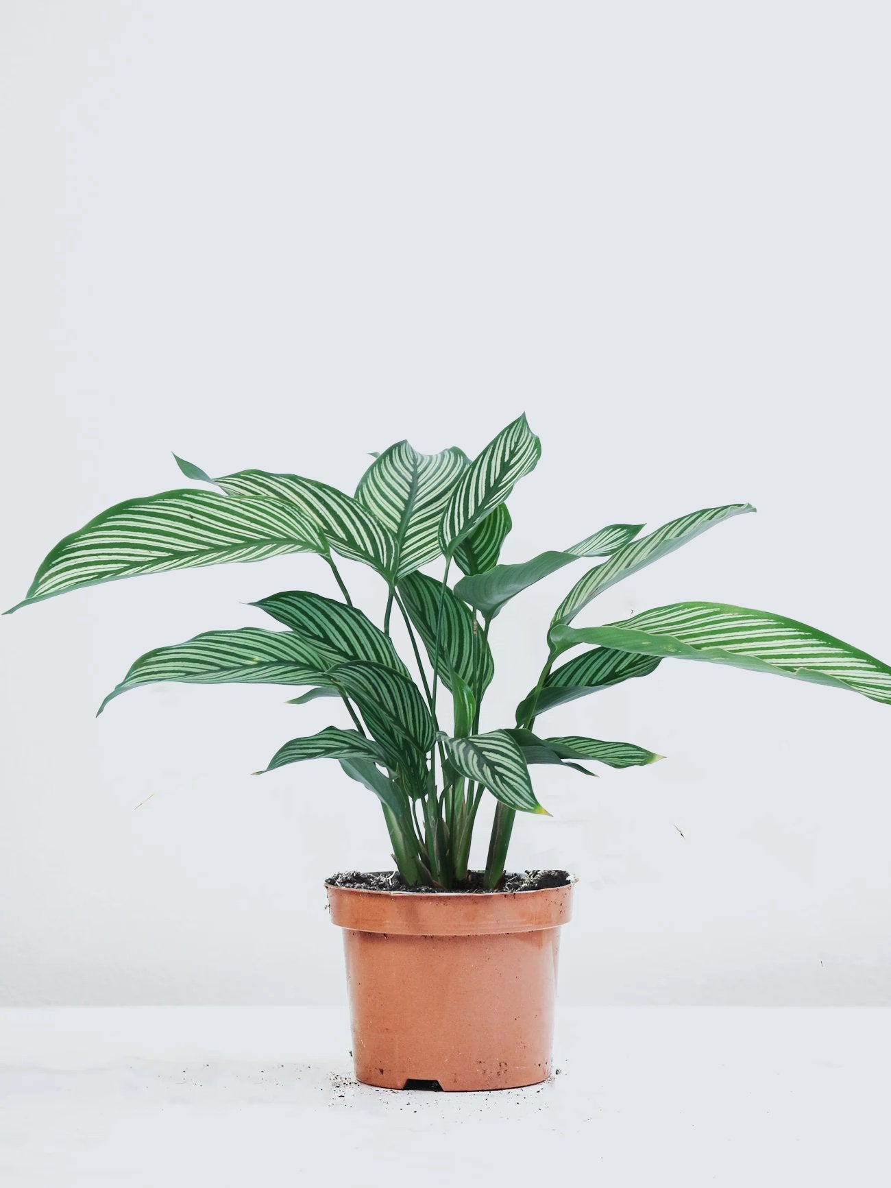 Calathea ´Whitestar´ - Plantredo