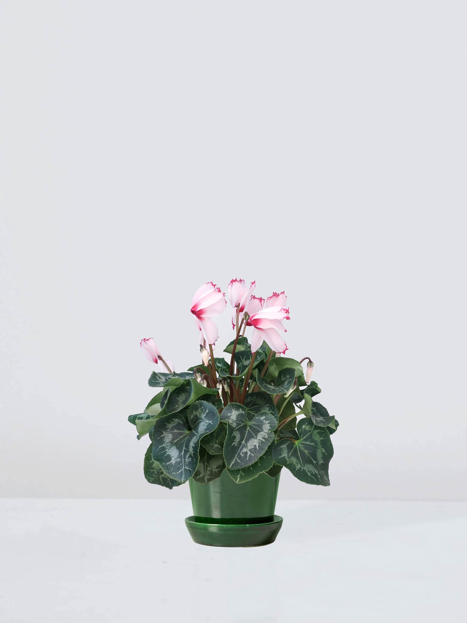 Cyklamen Ljus Rosa - Plantredo