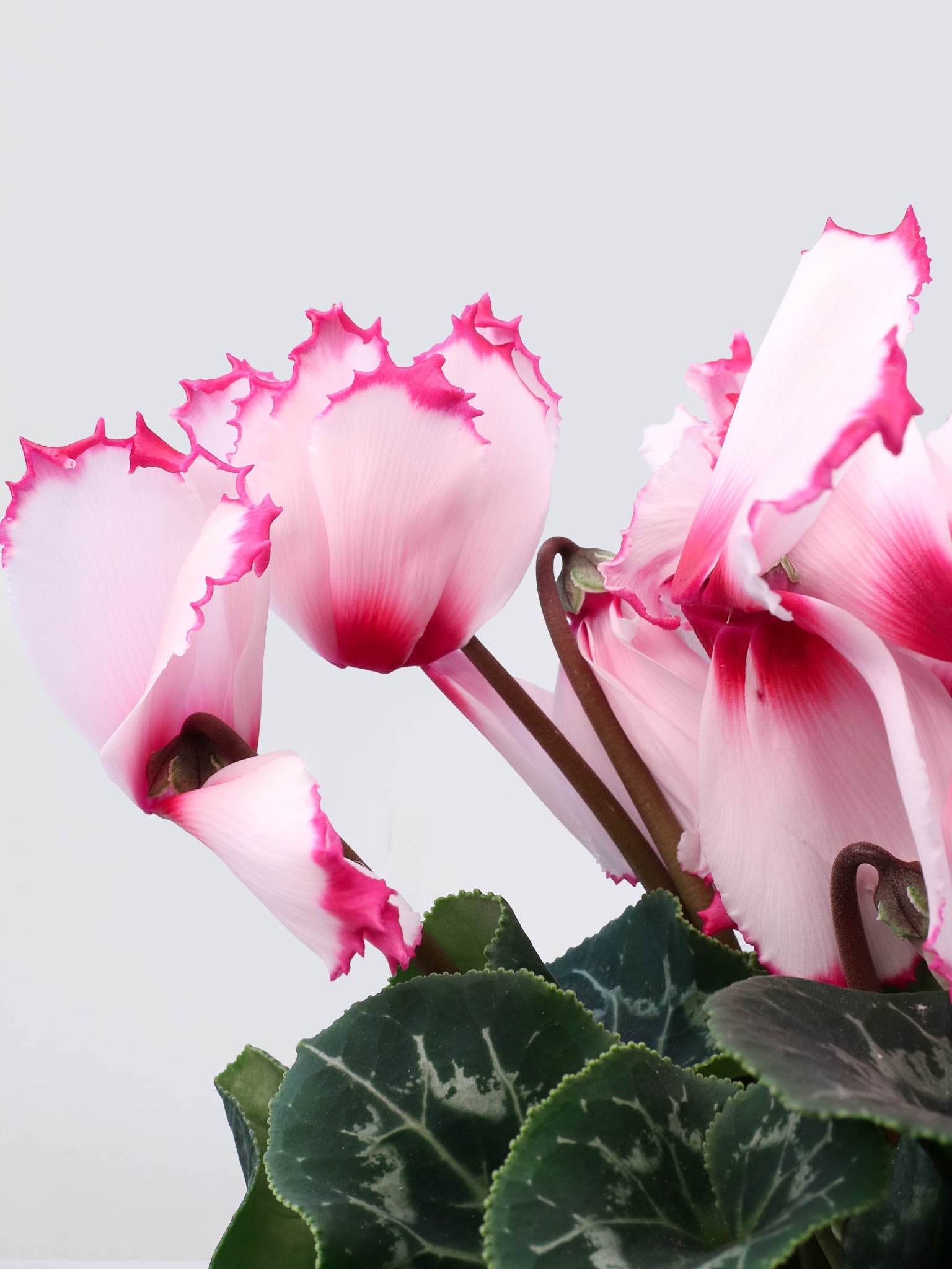Cyklamen Ljus Rosa - Plantredo