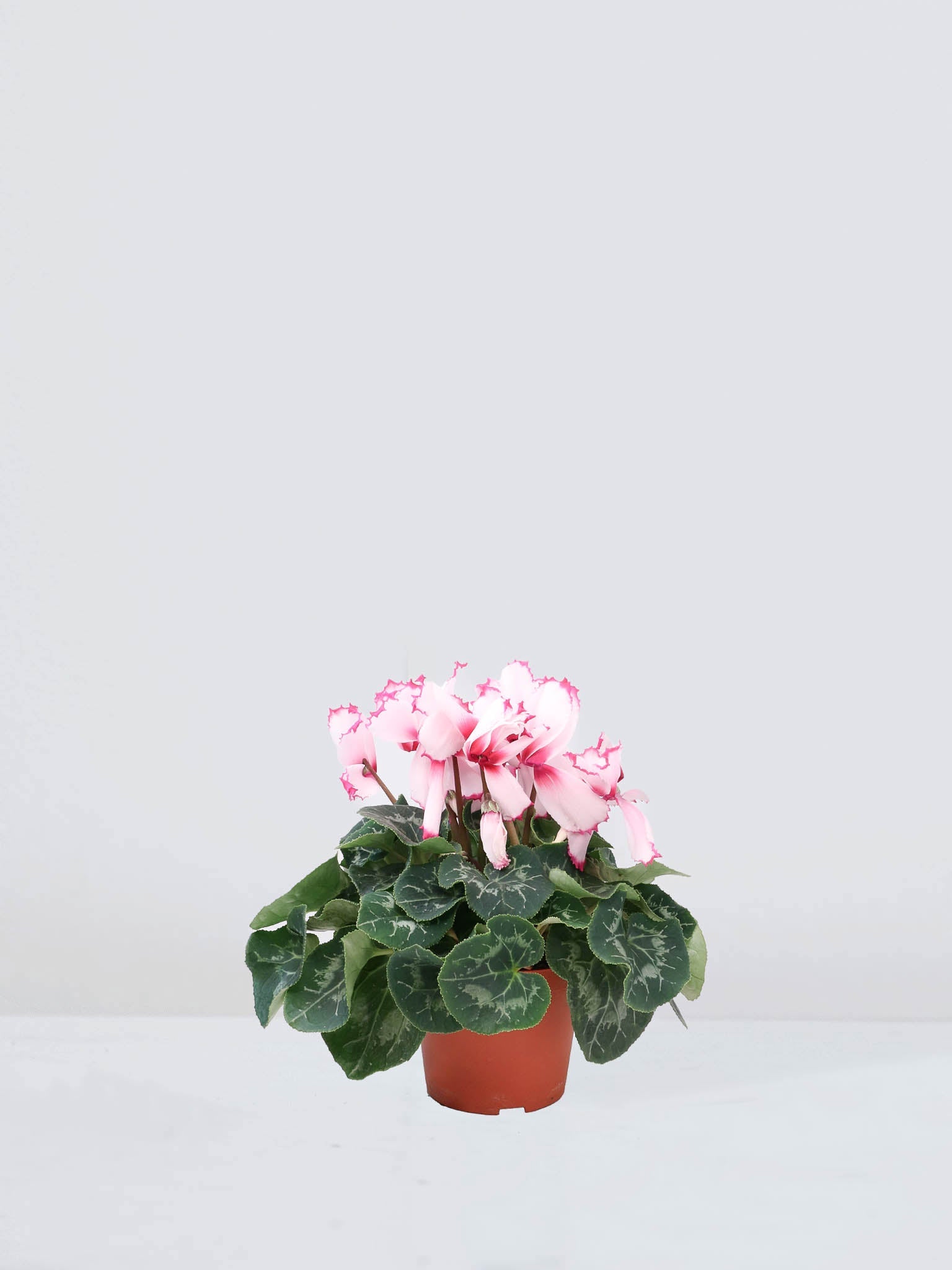 Cyklamen Ljus Rosa - Plantredo