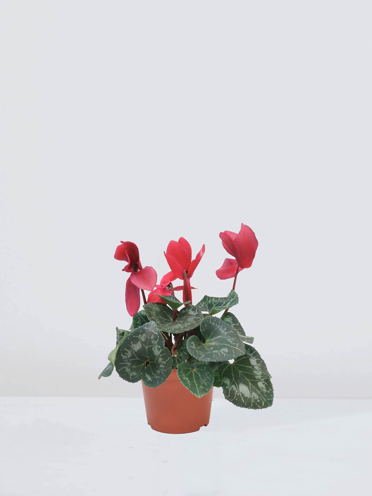 Cyklamen Röd - Plantredo