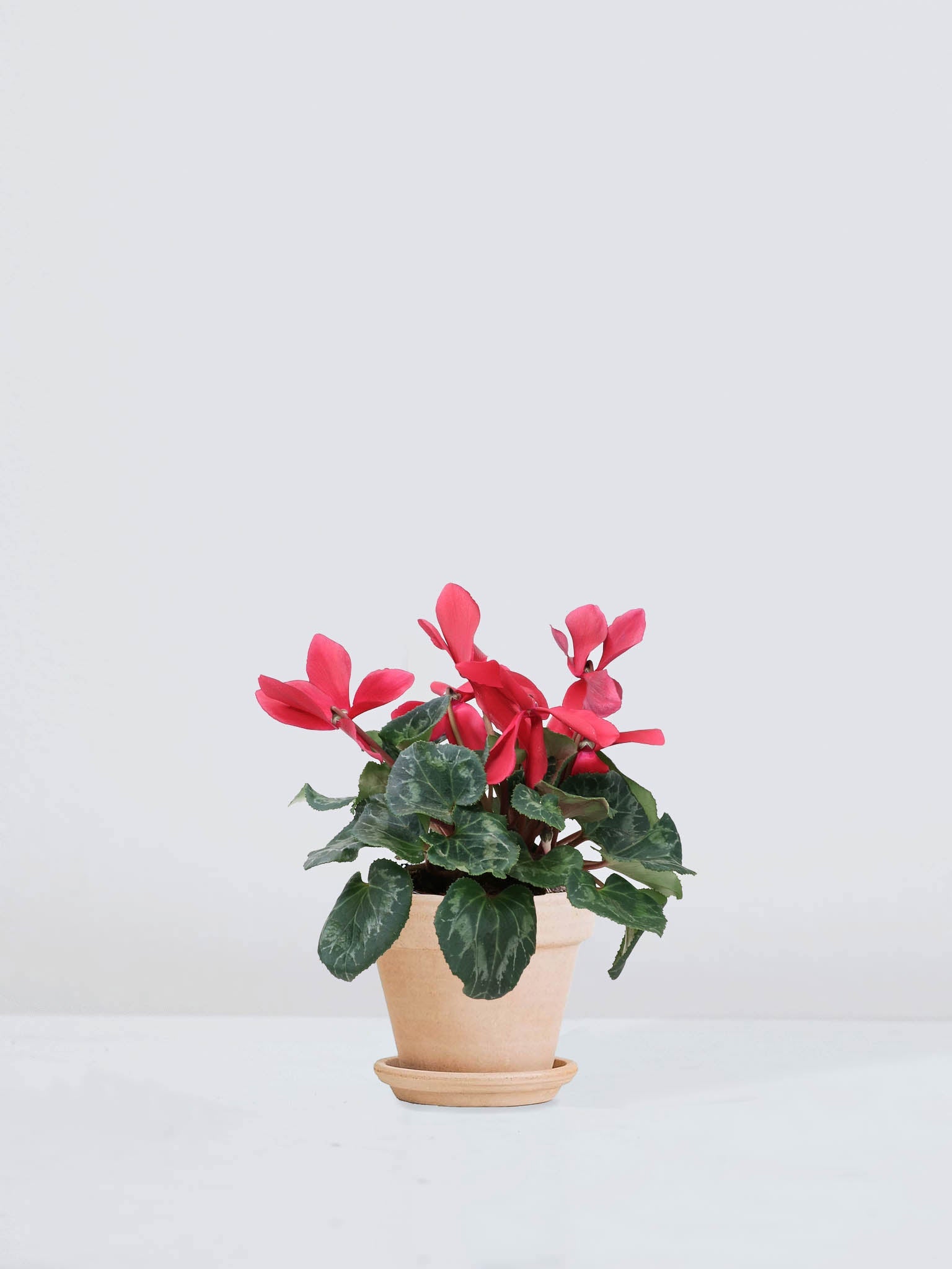 Cyklamen Röd - Plantredo