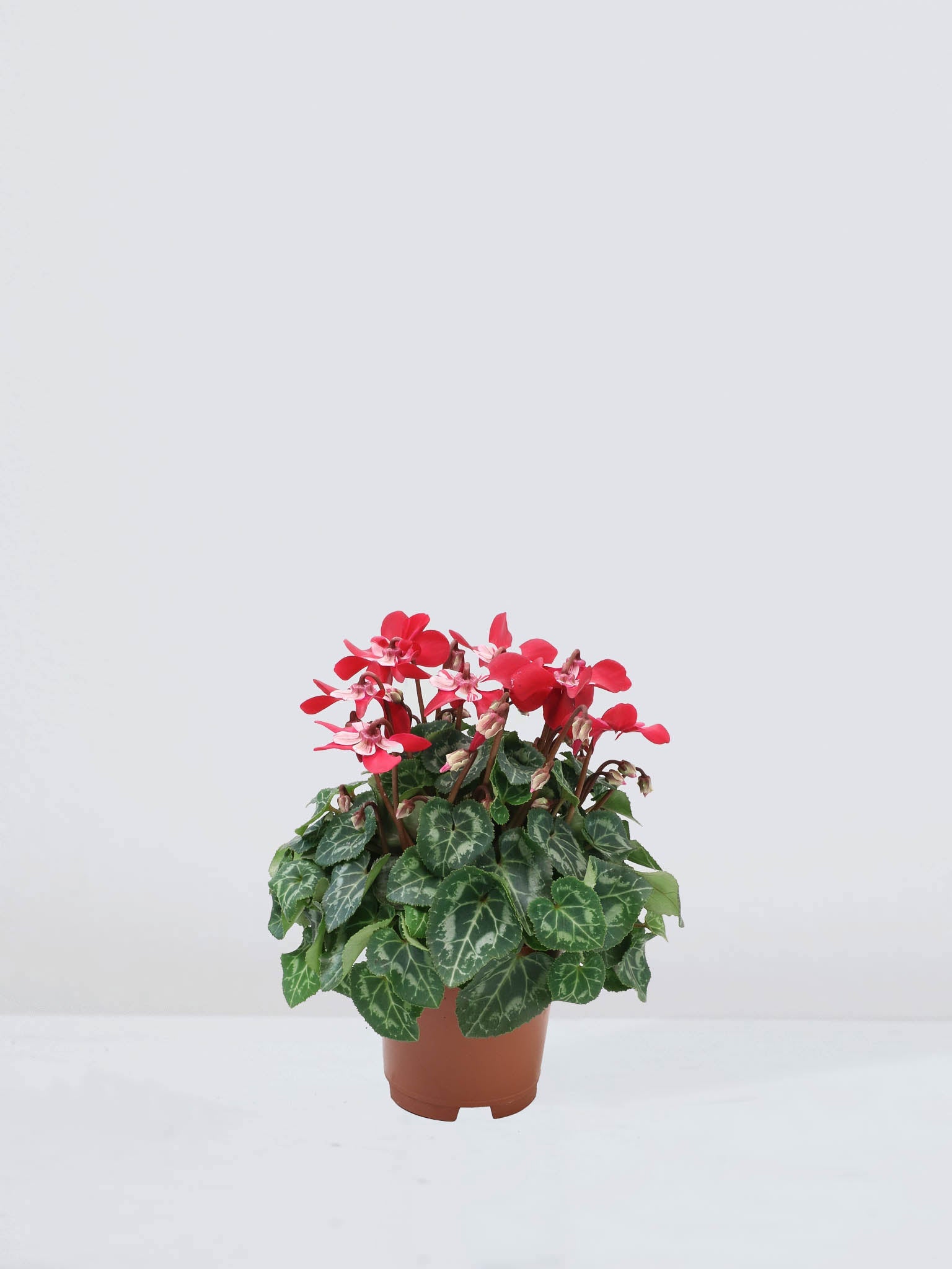 Cyklamen Småblommig Röd (Polkagris) - Plantredo