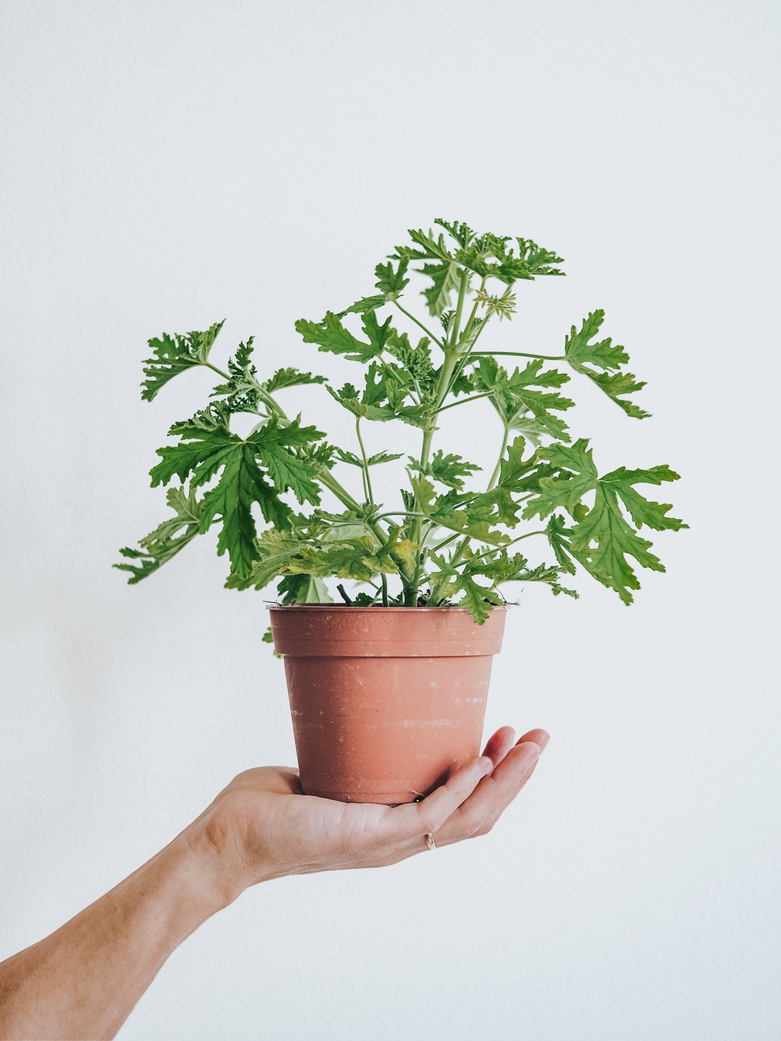 Doftpelargon 'Dr. Westerlund' - Plantredo