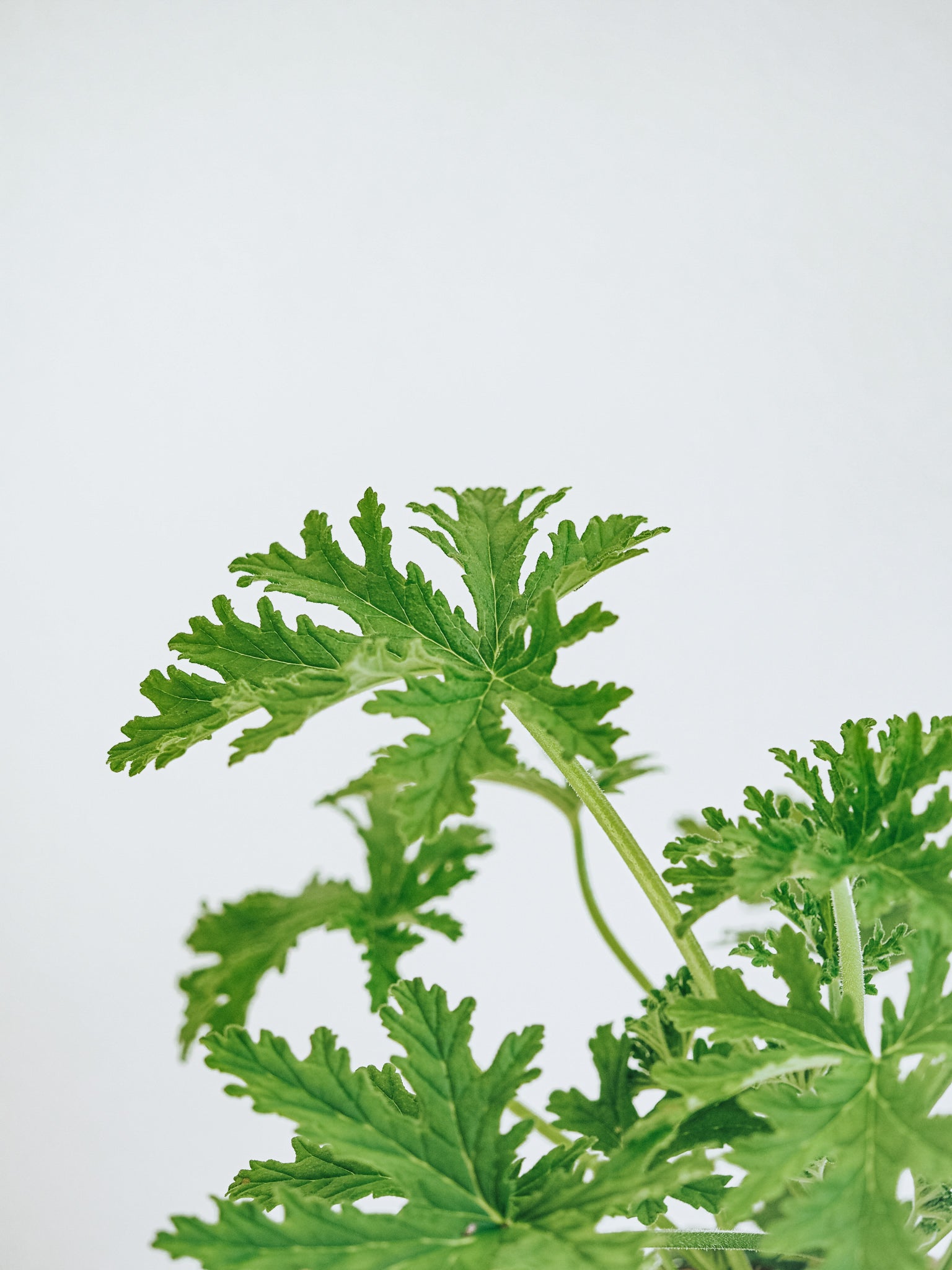 Doftpelargon 'Dr. Westerlund' - Plantredo