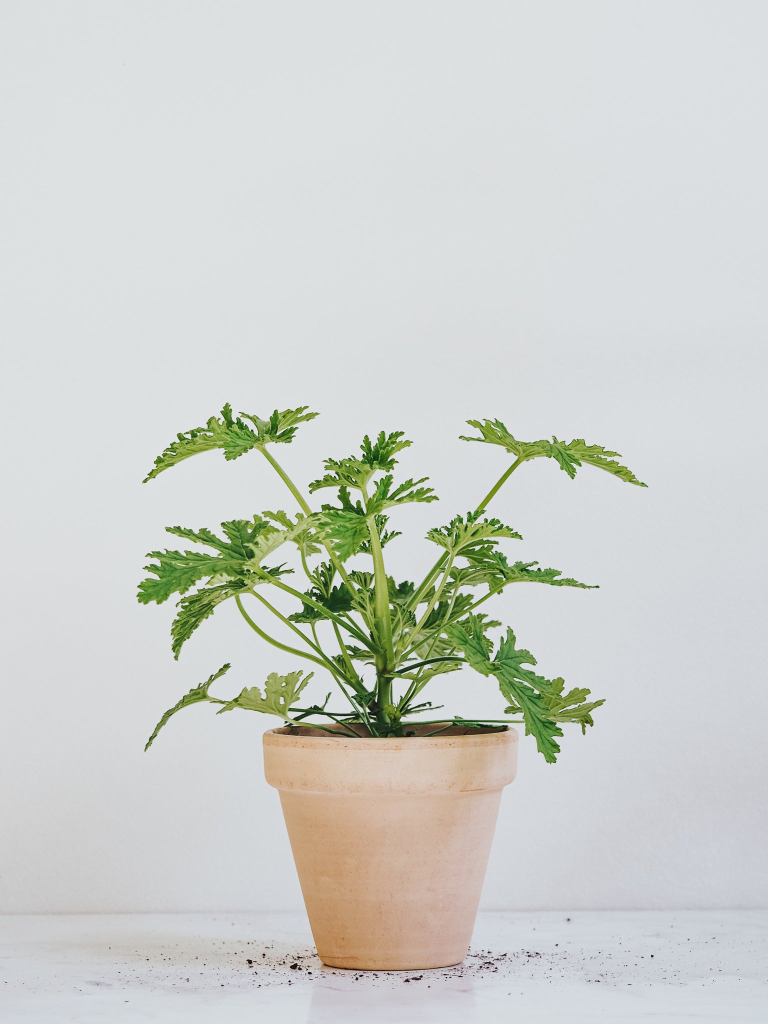 Doftpelargon 'Dr. Westerlund' - Plantredo