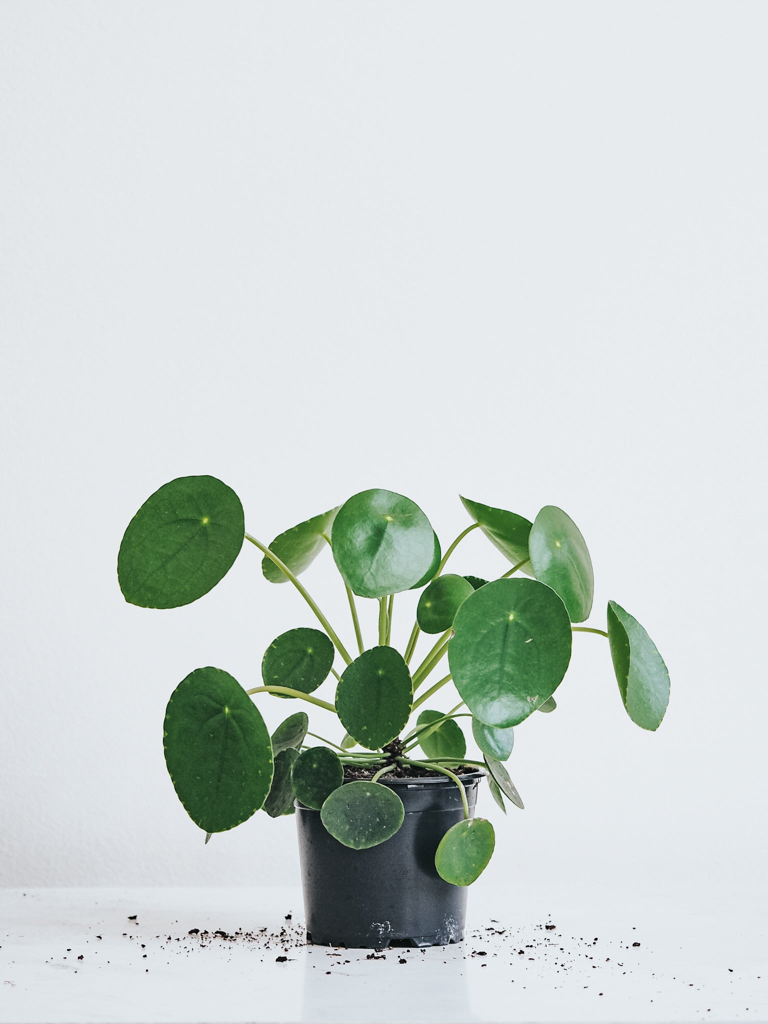 Elefantöra - Plantredo
