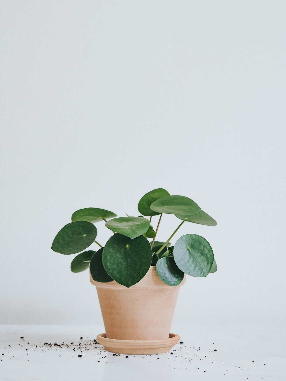 Elefantöra - Plantredo