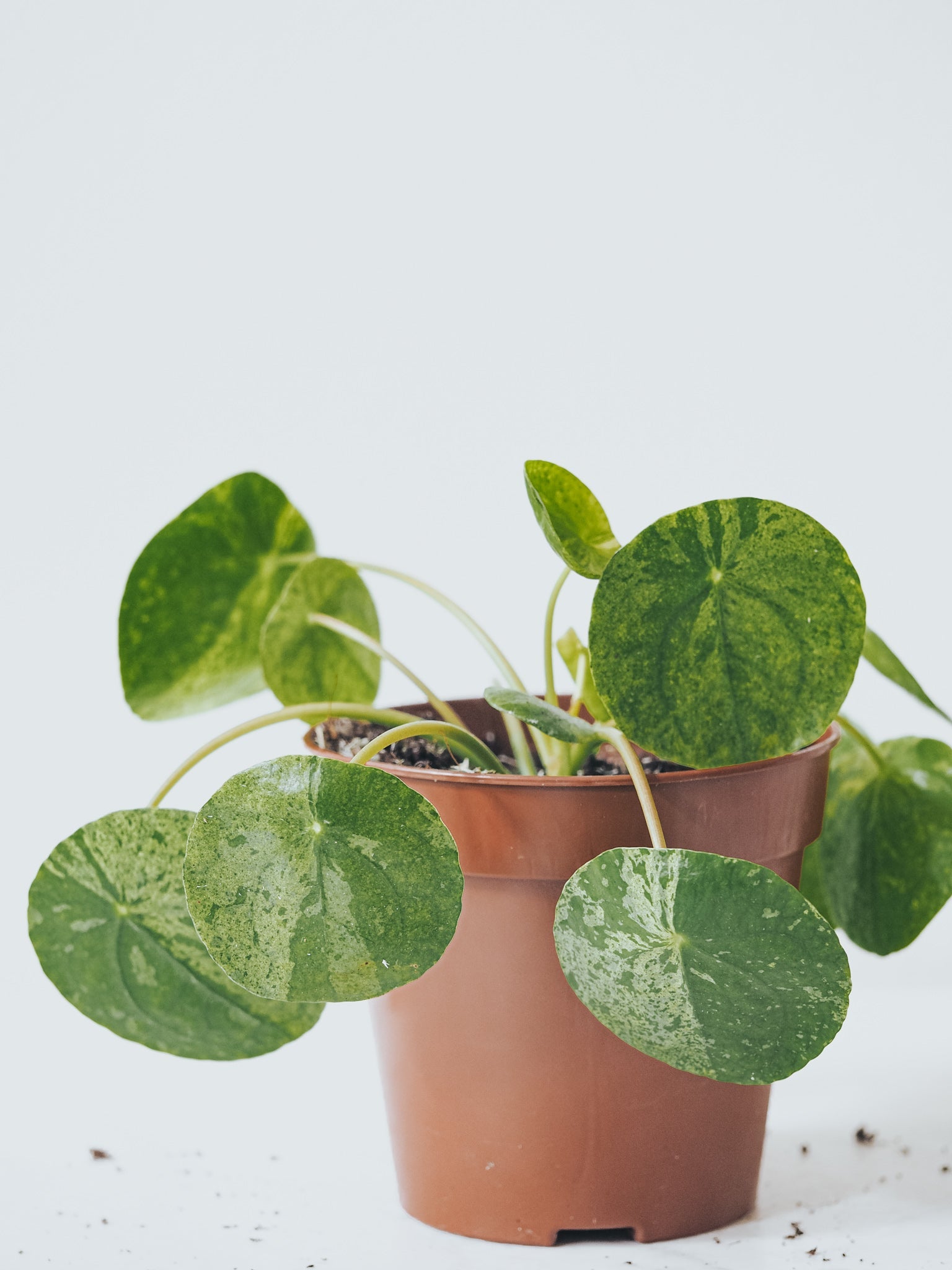 Elefantöra Variegata - Plantredo