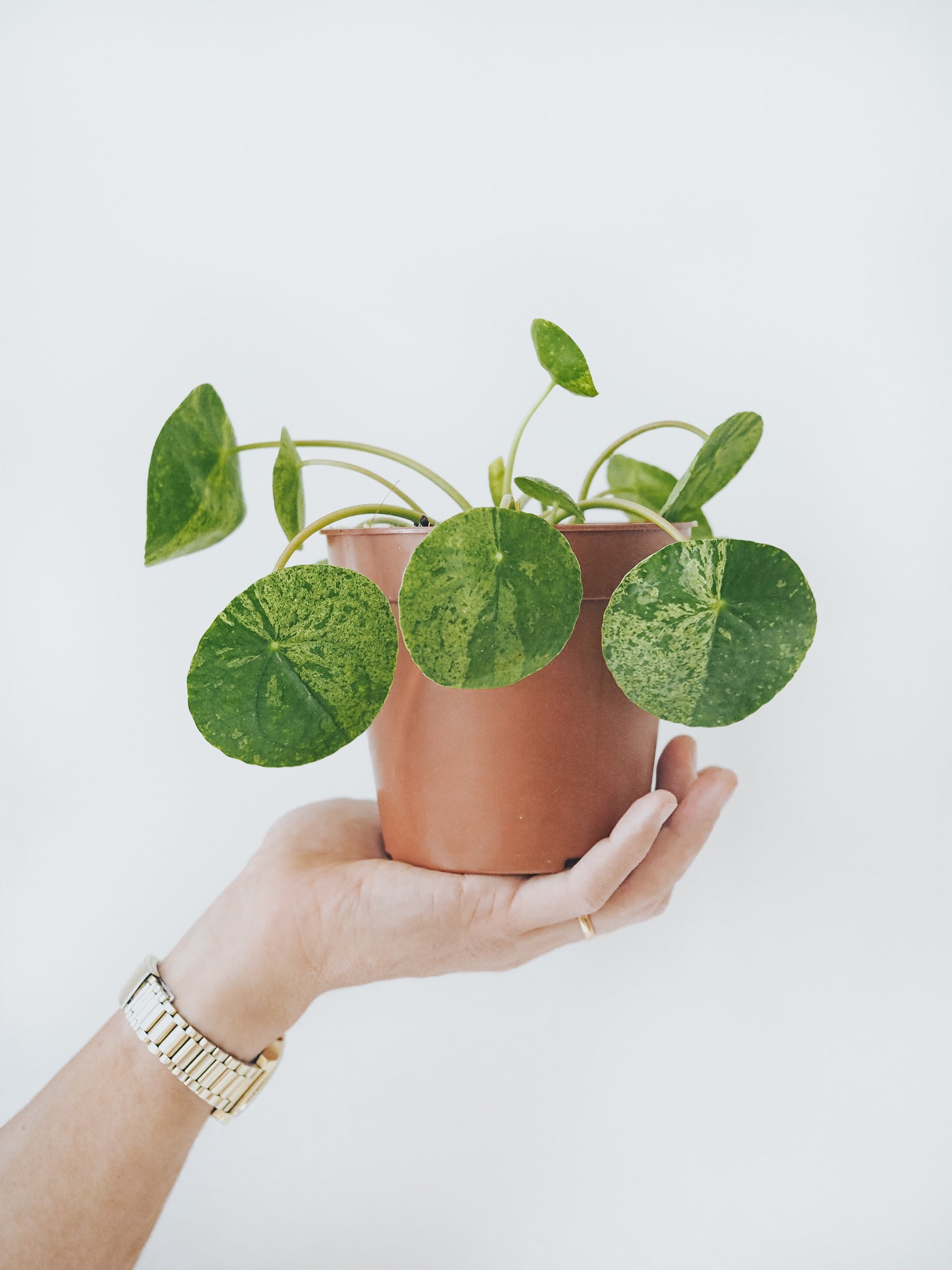 Elefantöra Variegata - Plantredo