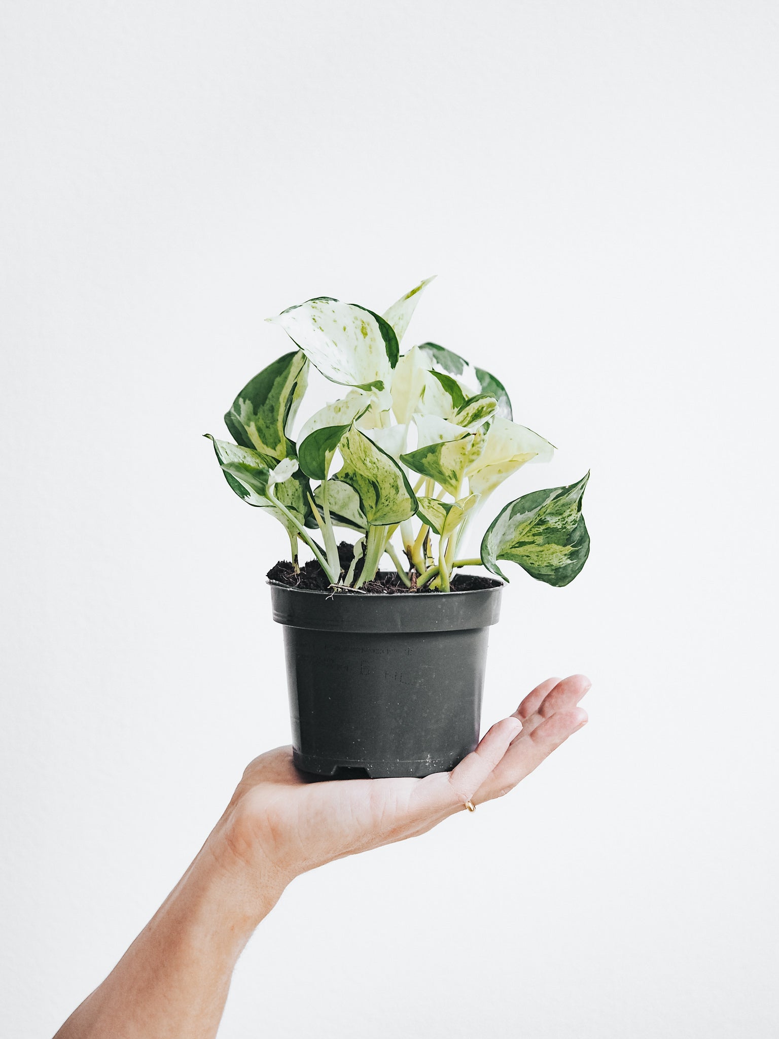 Epipremnum Aureum Happy Leaf - Plantredo