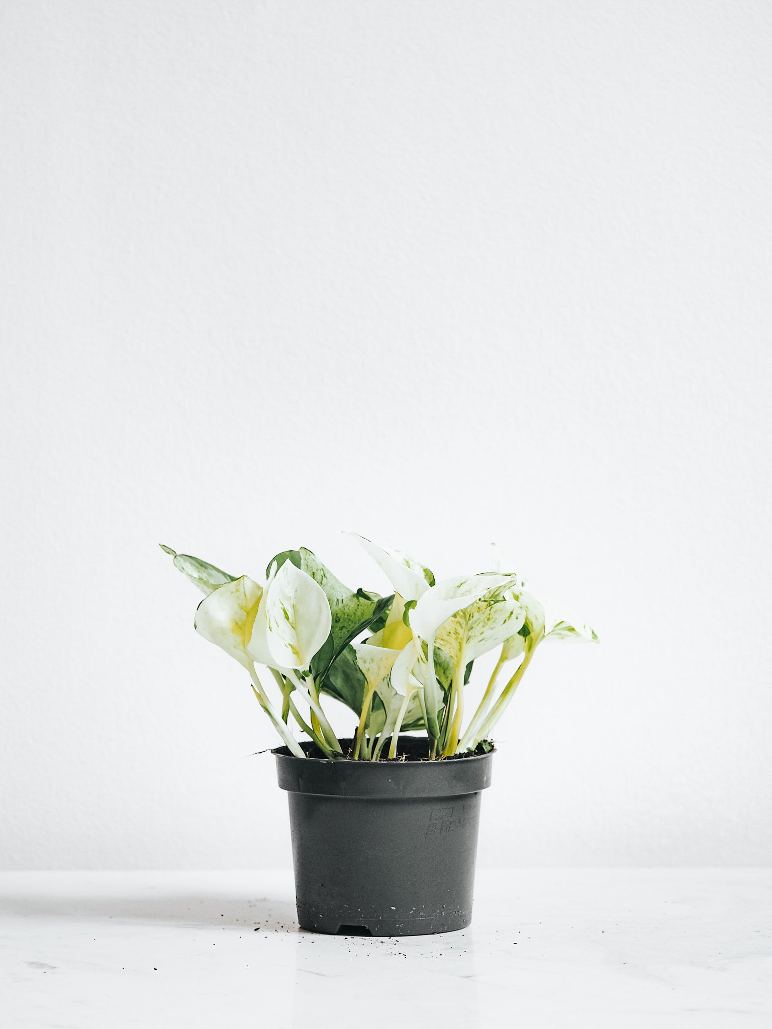 Epipremnum Aureum Happy Leaf - Plantredo