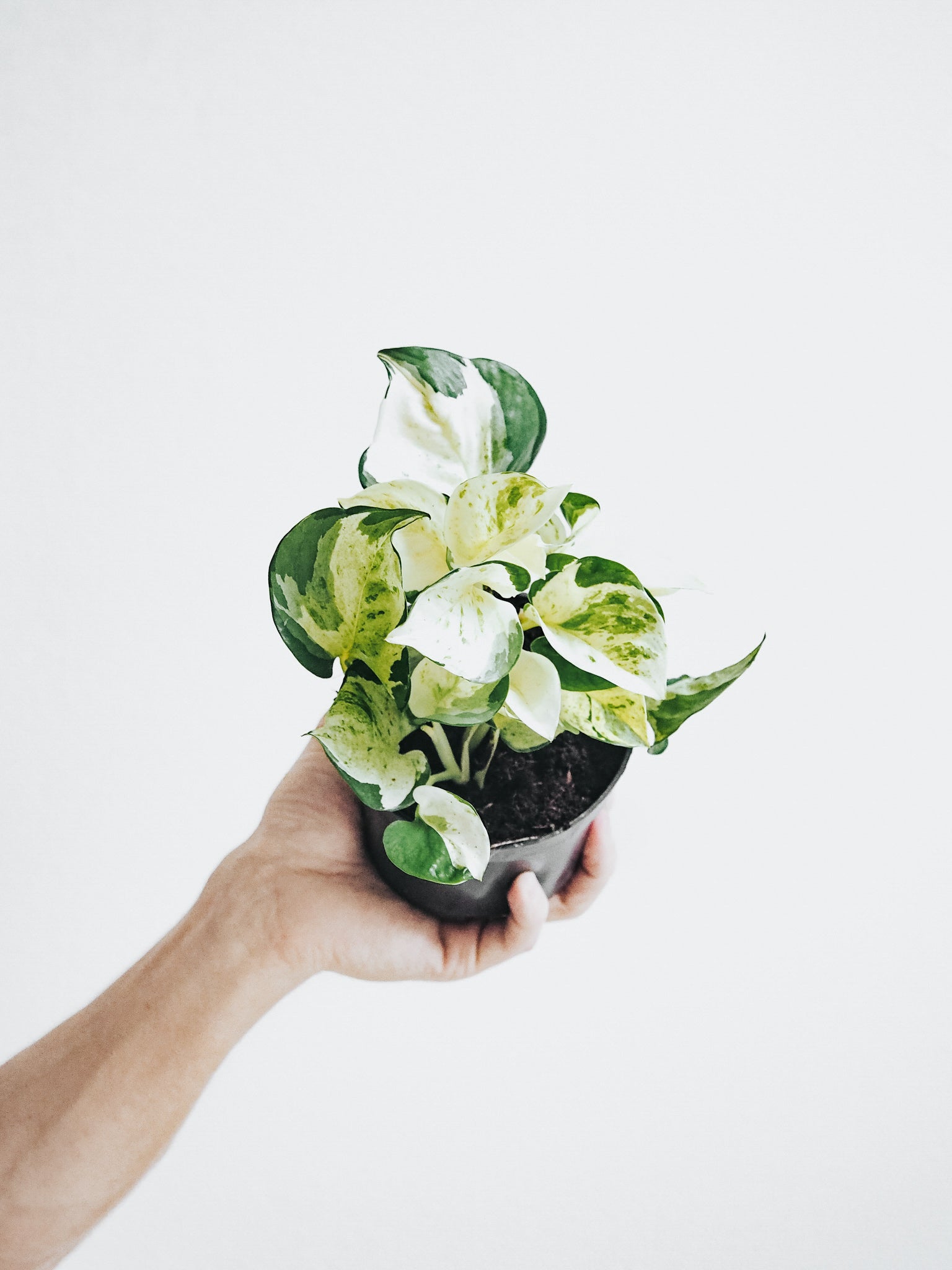Epipremnum Aureum Happy Leaf - Plantredo