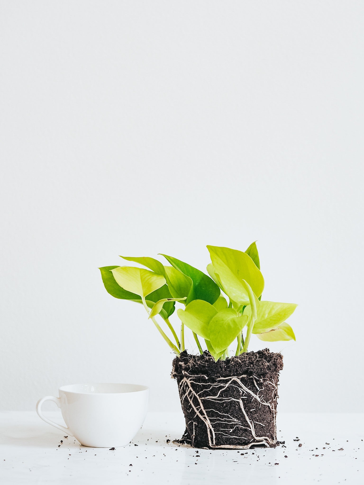 Epipremnum Aureum Neon Golden Pothos - Plantredo