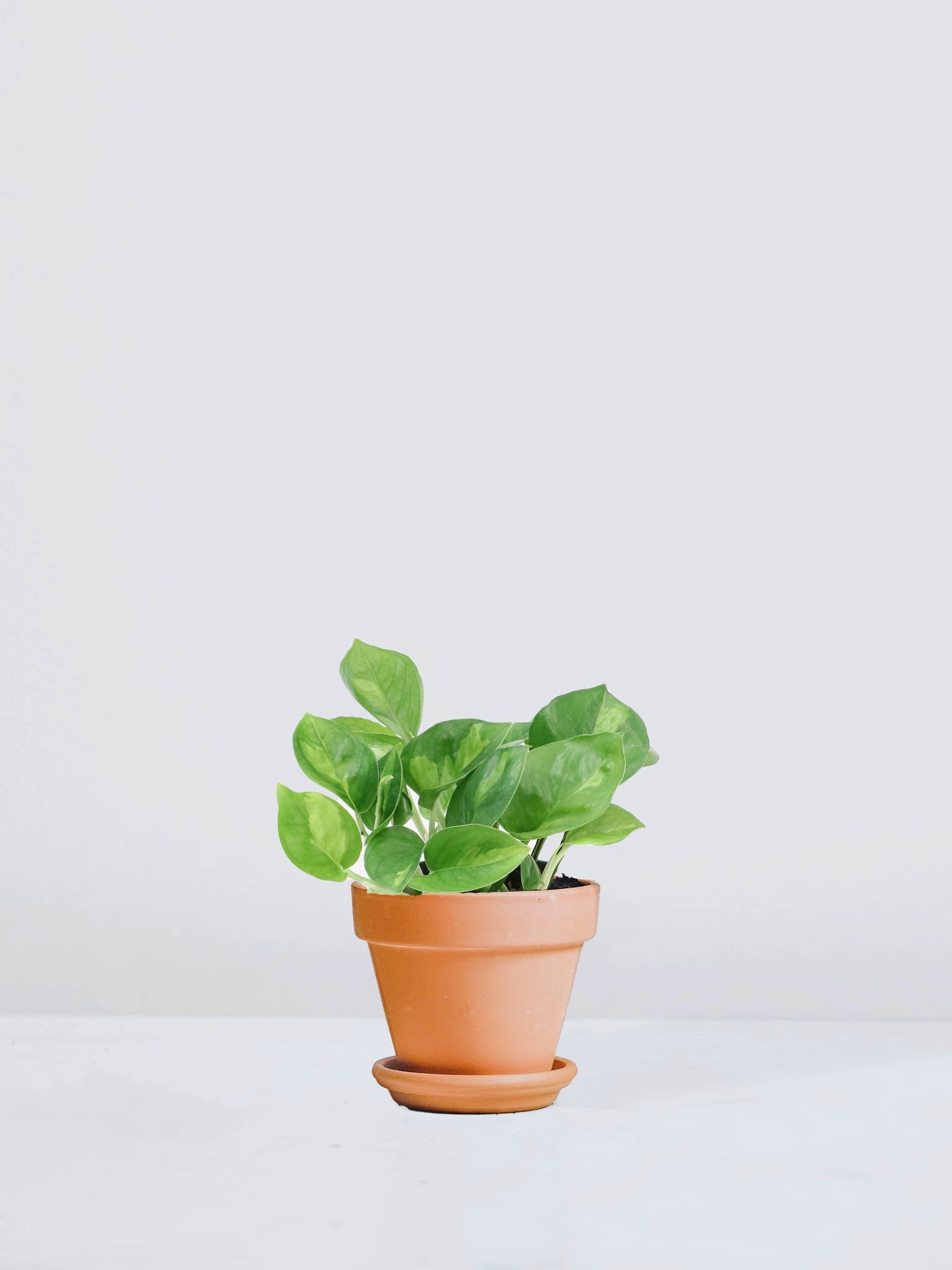 Epipremnum ’Global Green’ - Plantredo