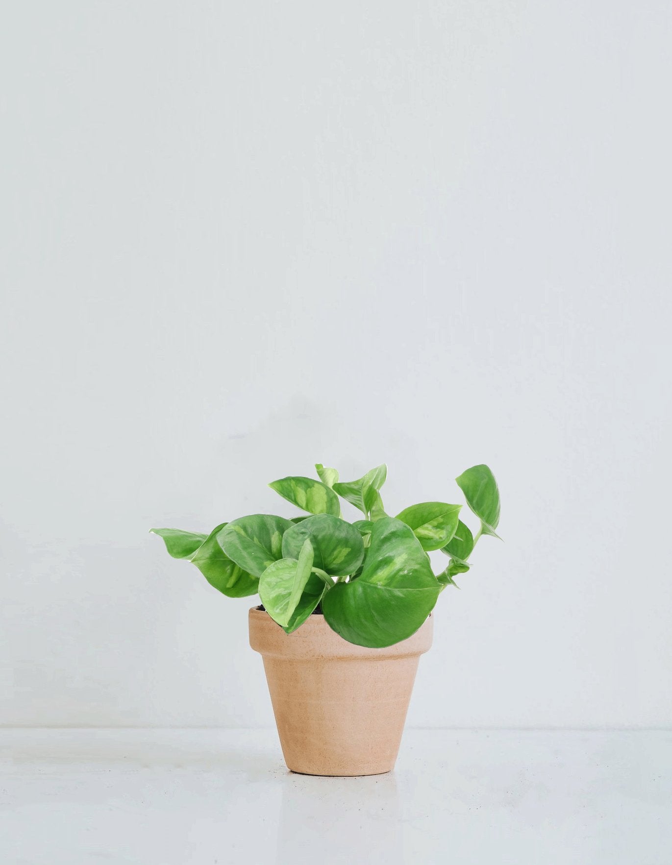 Epipremnum ’Global Green’ - Plantredo