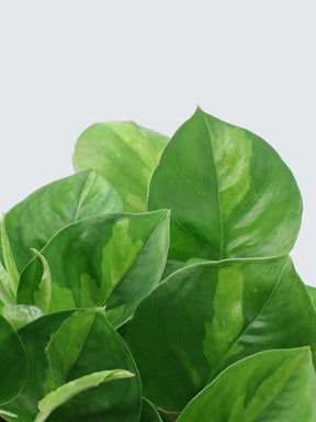 Epipremnum ’Global Green’ - Plantredo
