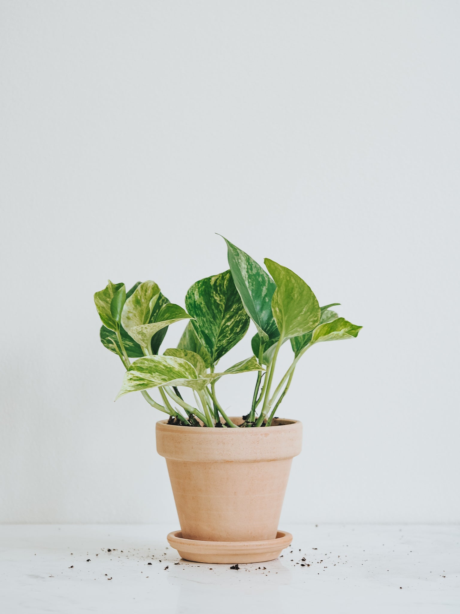 Epipremnum Marble Queen - Plantredo