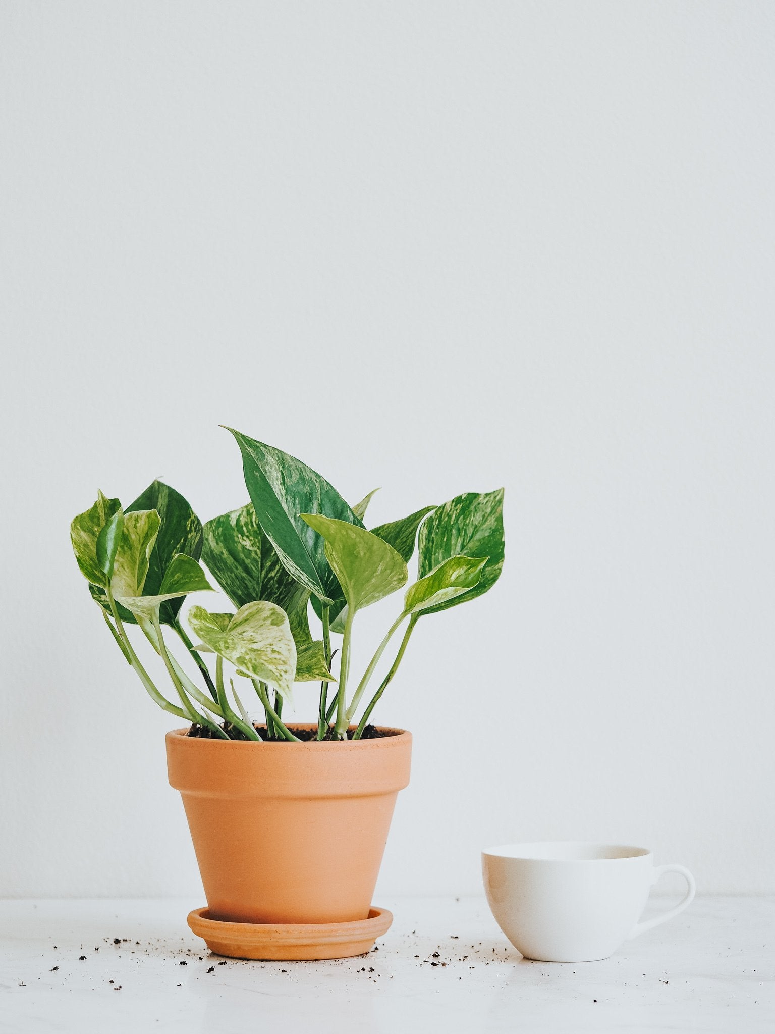 Epipremnum Marble Queen - Plantredo