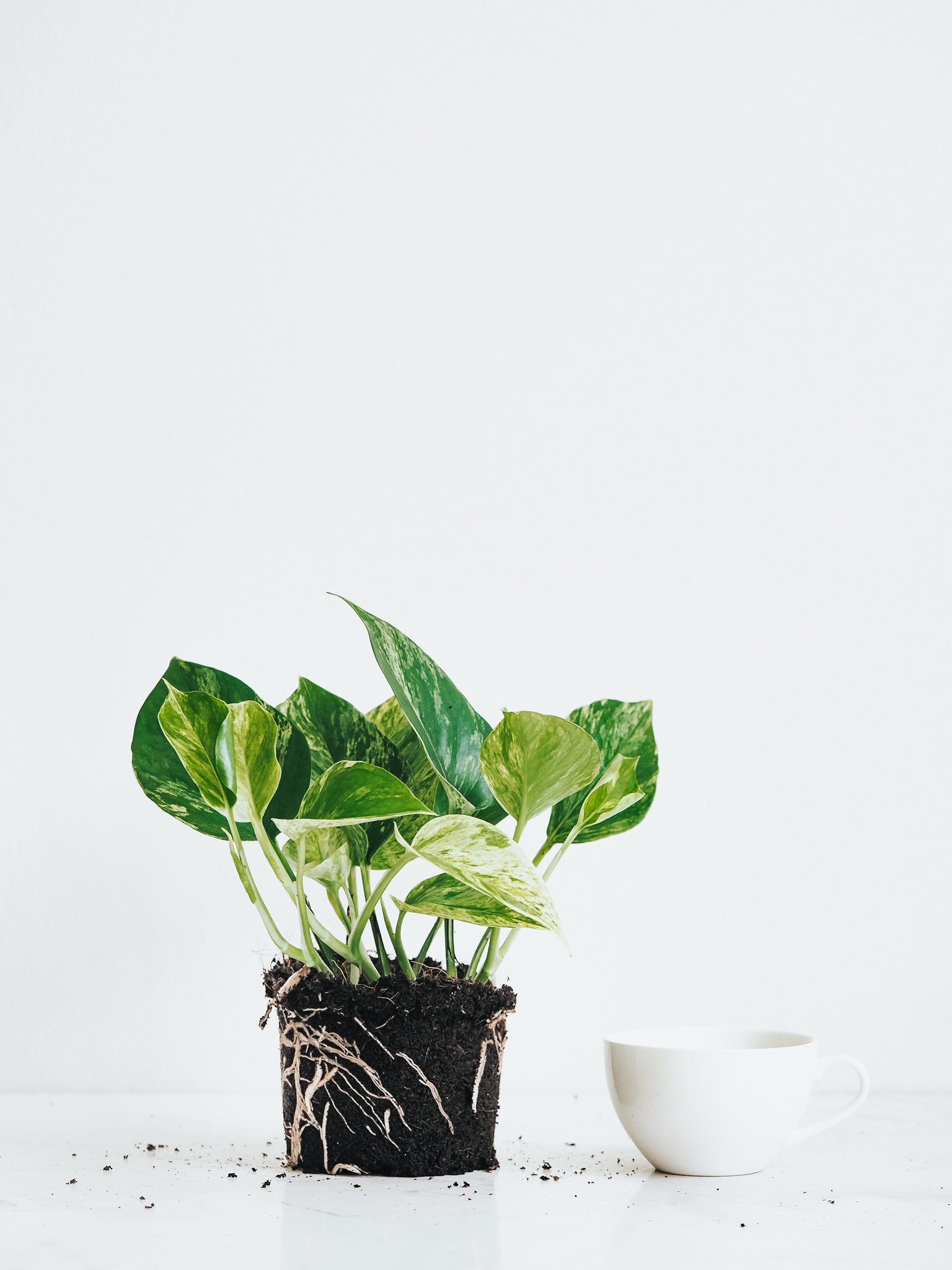 Epipremnum Marble Queen - Plantredo