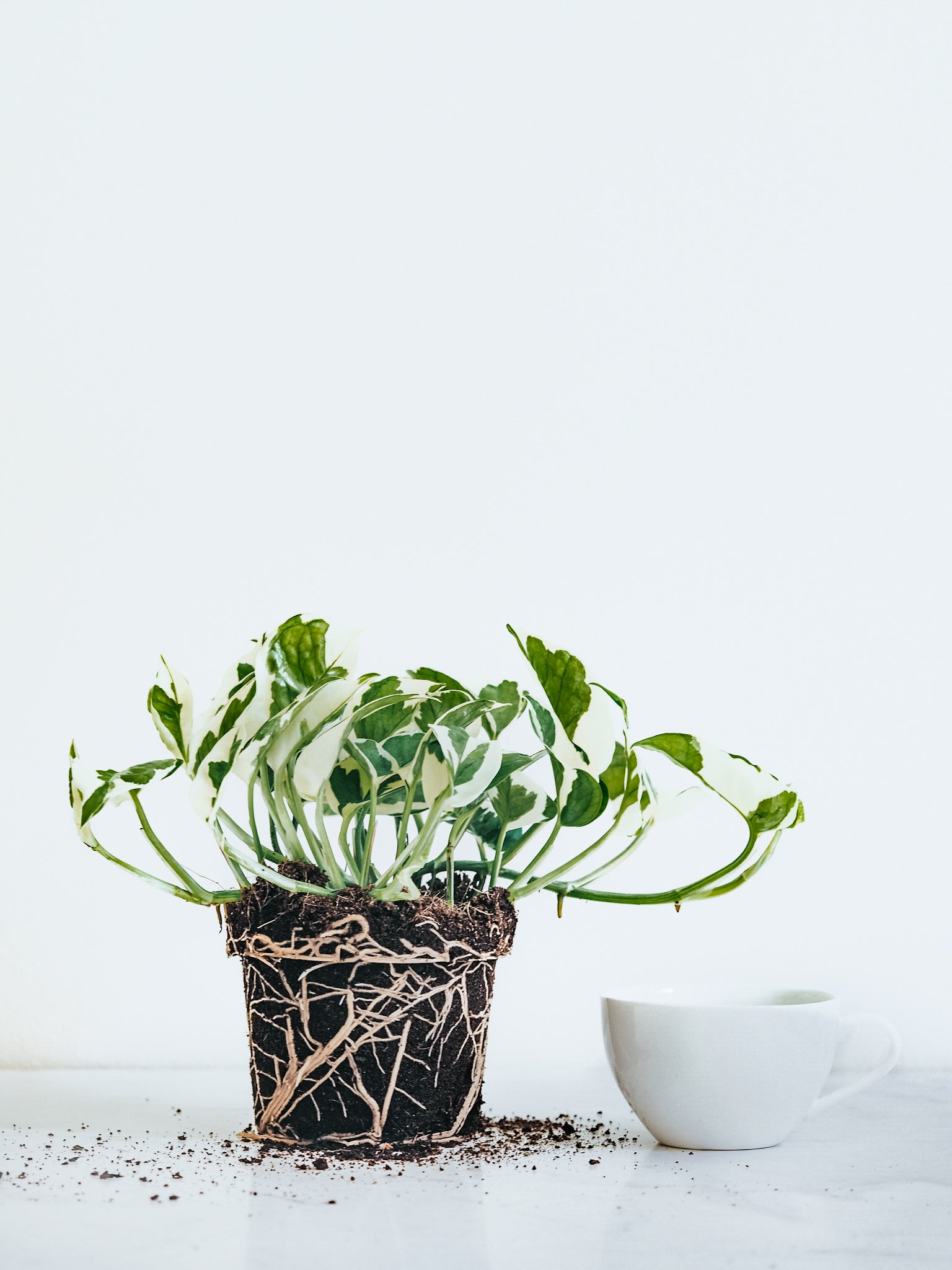 Epipremnum N’Joy - Plantredo