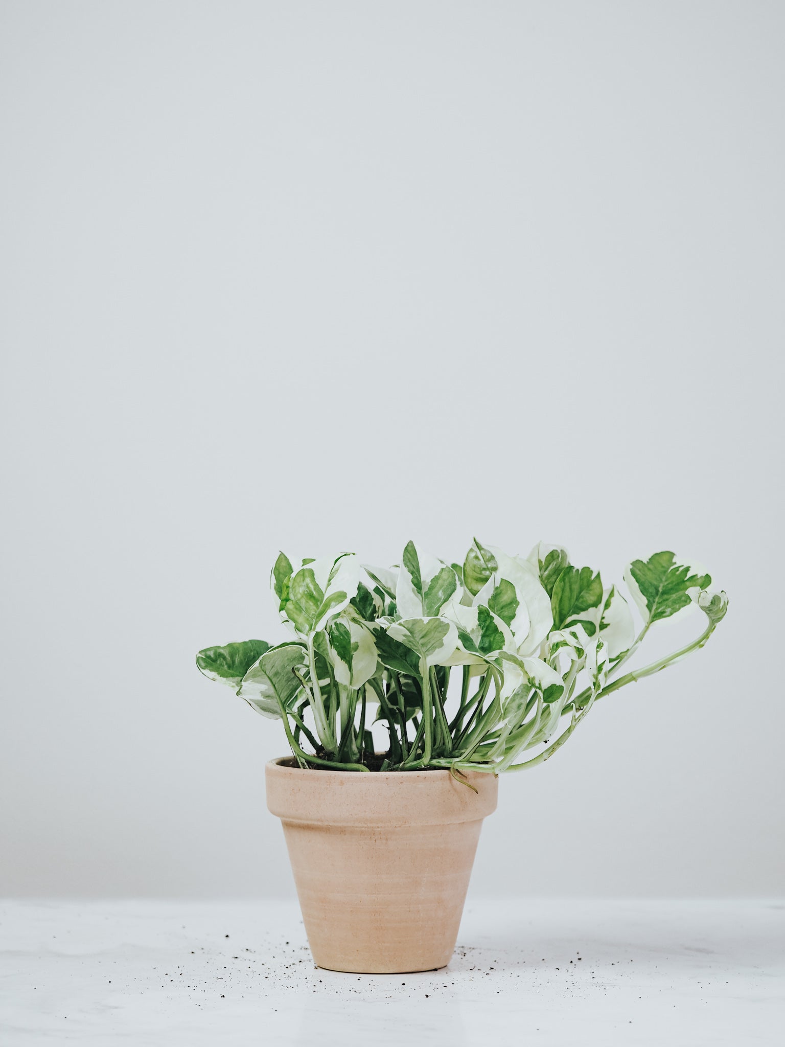 Epipremnum N’Joy - Plantredo