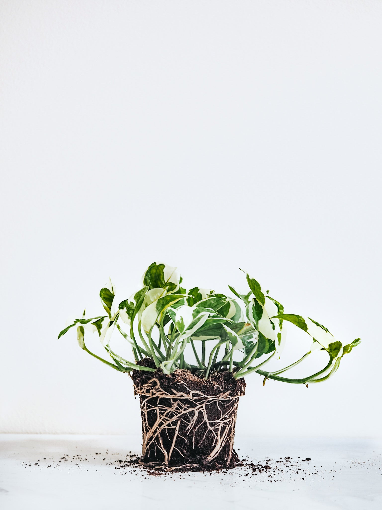Epipremnum N’Joy - Plantredo