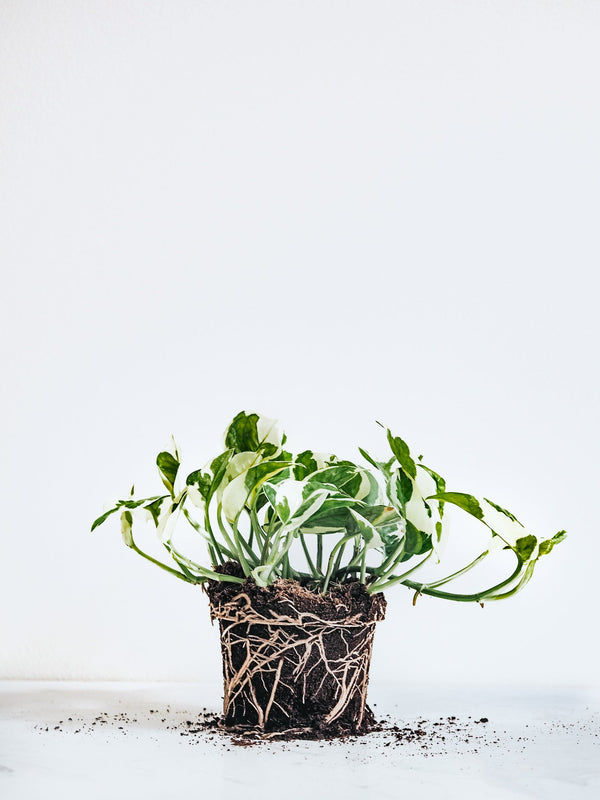 Epipremnum N’Joy - Plantredo