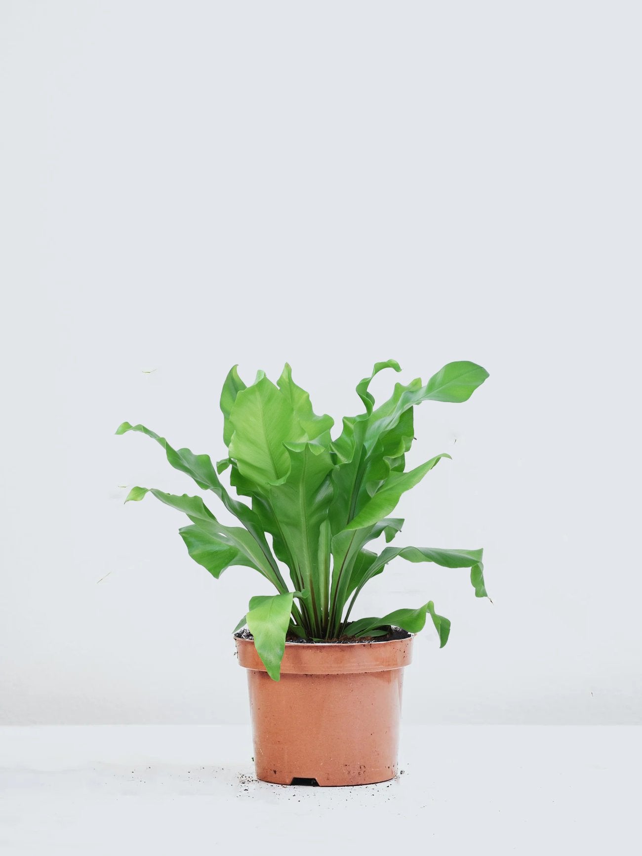 Fågelbobräken - Plantredo