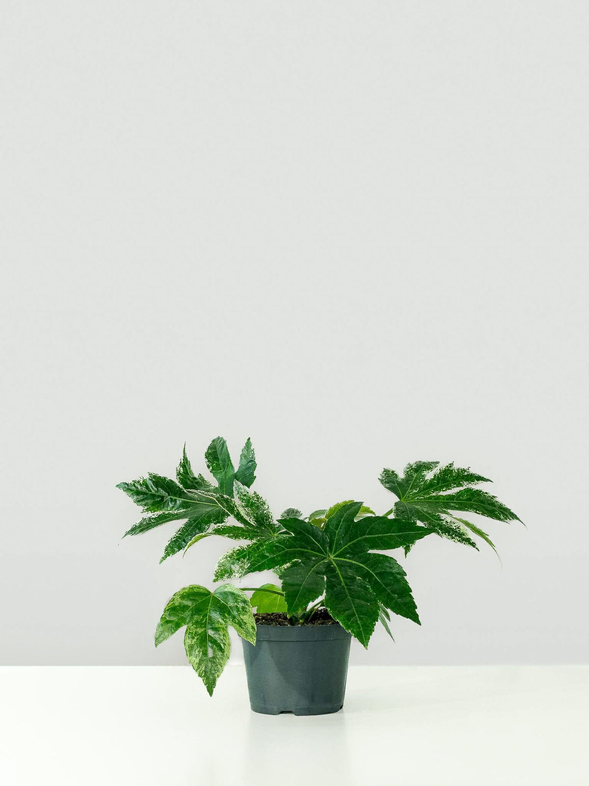 Fatsia Japonica 'Variegata' - Plantredo