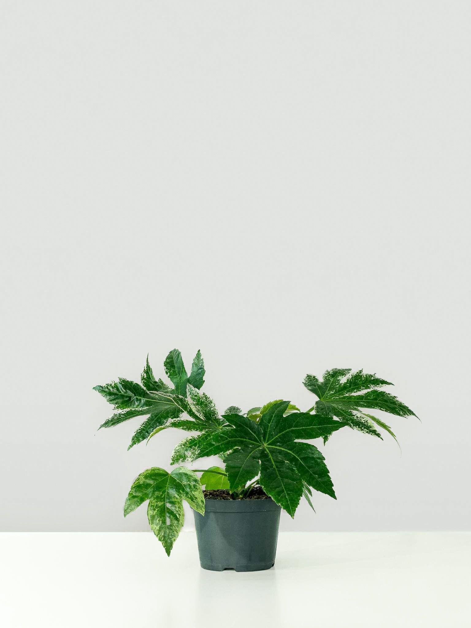 Fatsia Japonica 'Variegata' - Plantredo