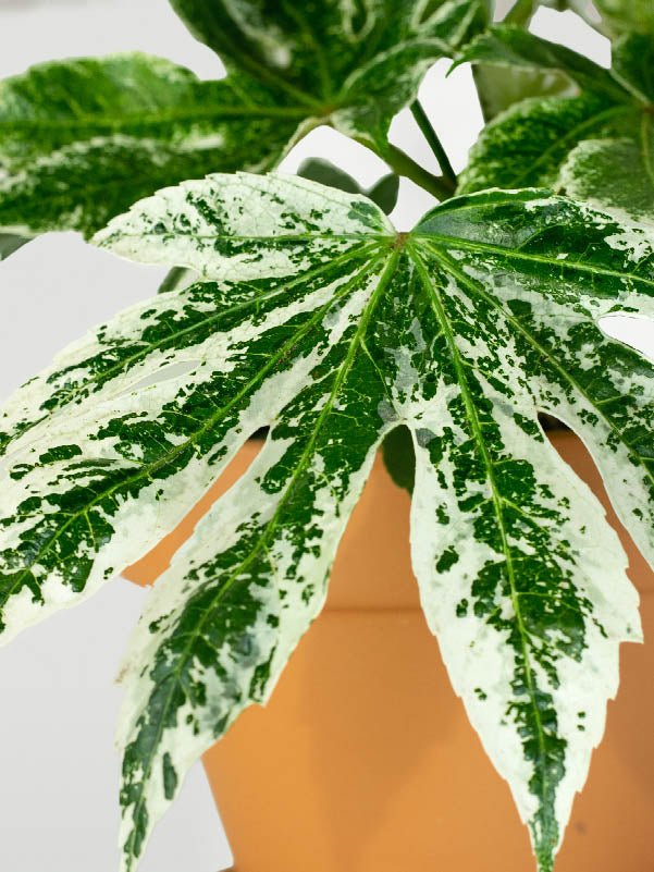 Fatsia Japonica 'Variegata' - Plantredo