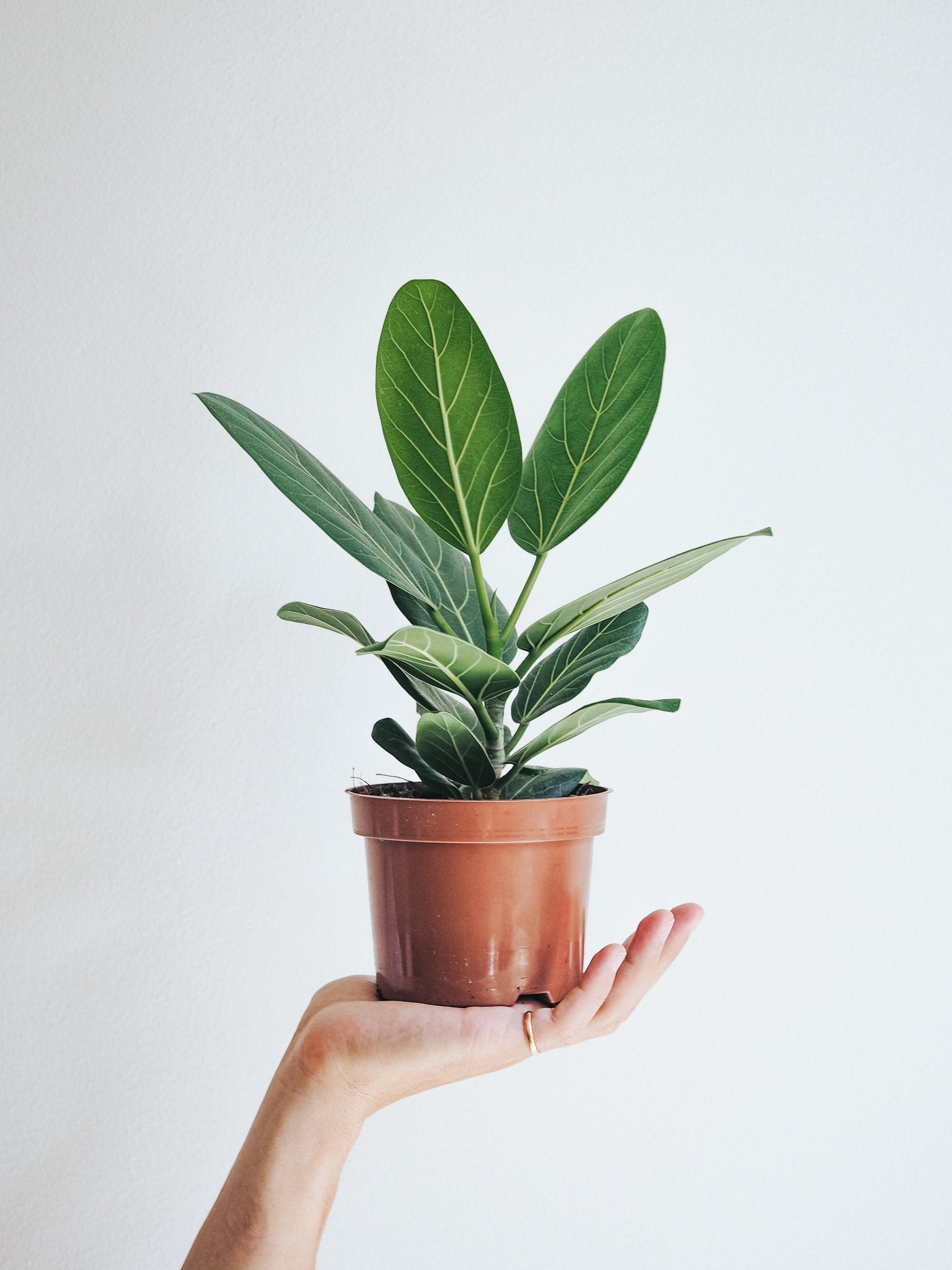 Ficus Audrey - Plantredo