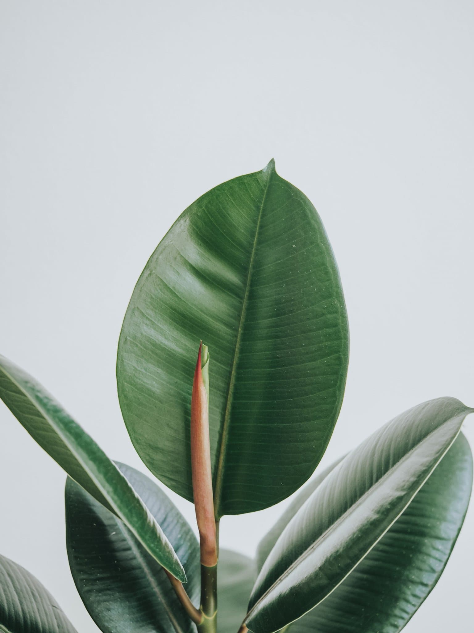 Ficus Elastica Robusta - Djungelrummet