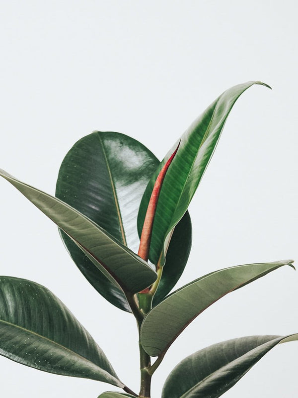 Ficus Elastica Robusta - Plantredo