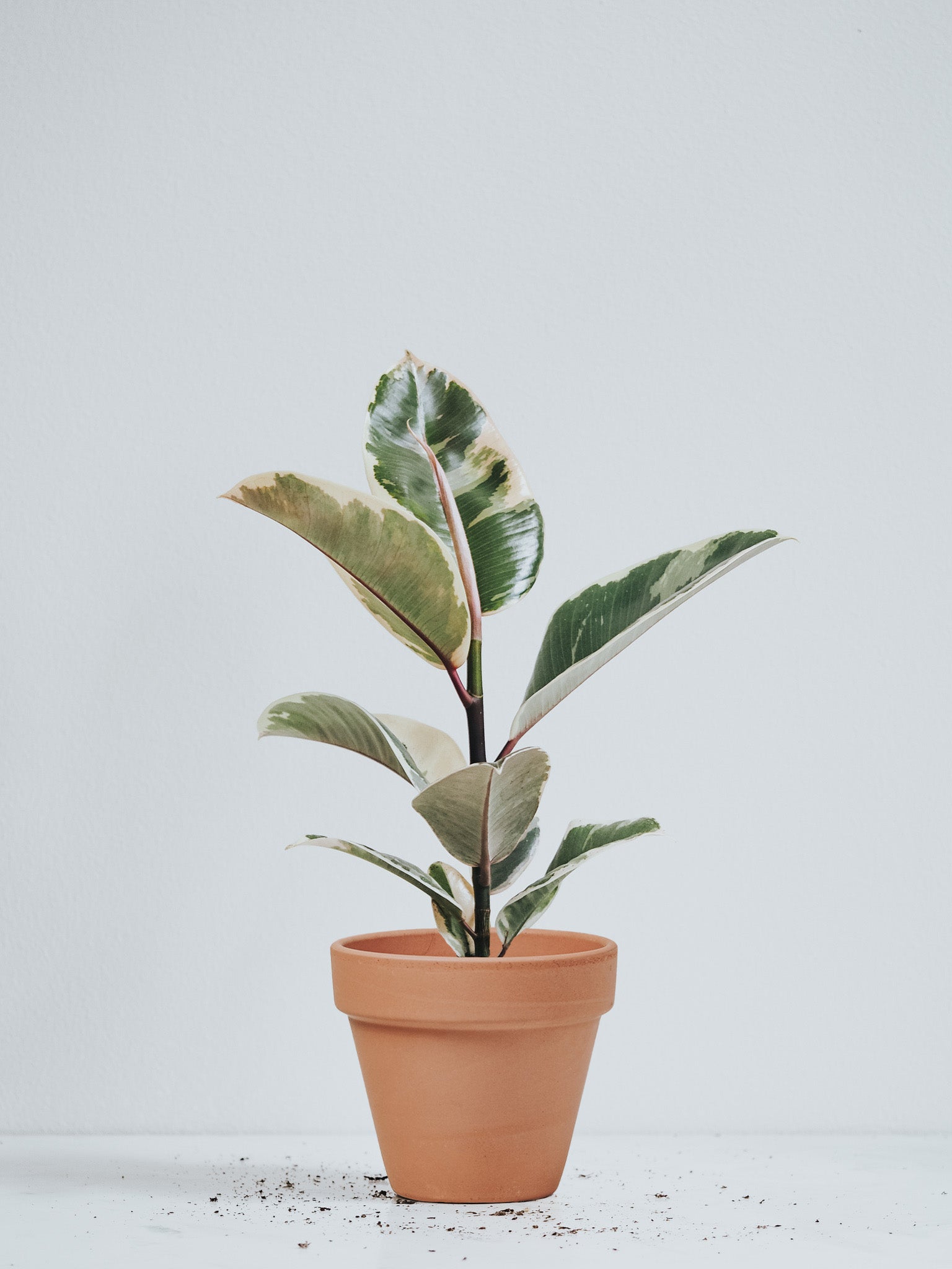 Ficus Elastica Tineke - Plantredo