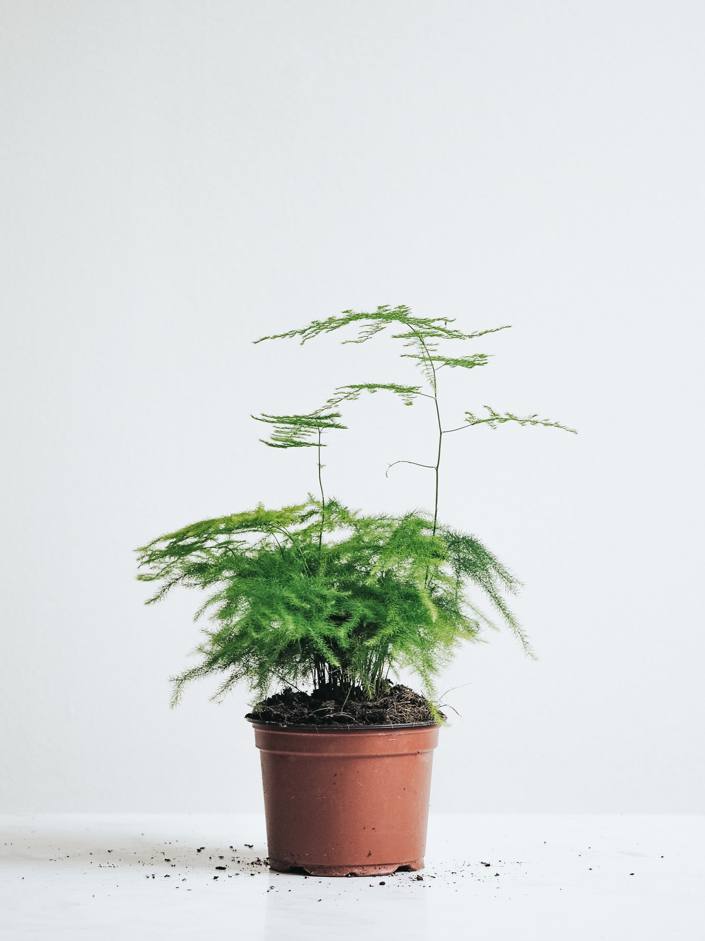 Fjädersparris - Plantredo