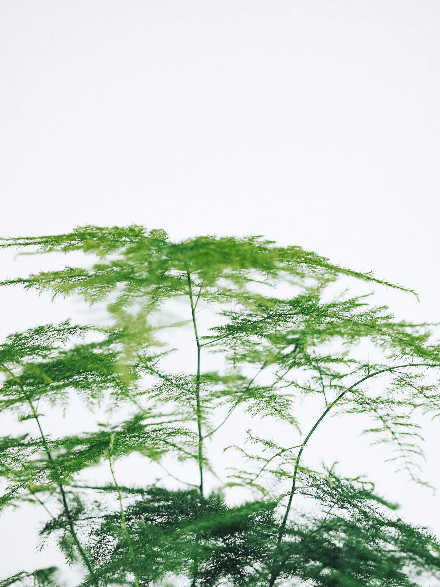 Fjädersparris - Plantredo
