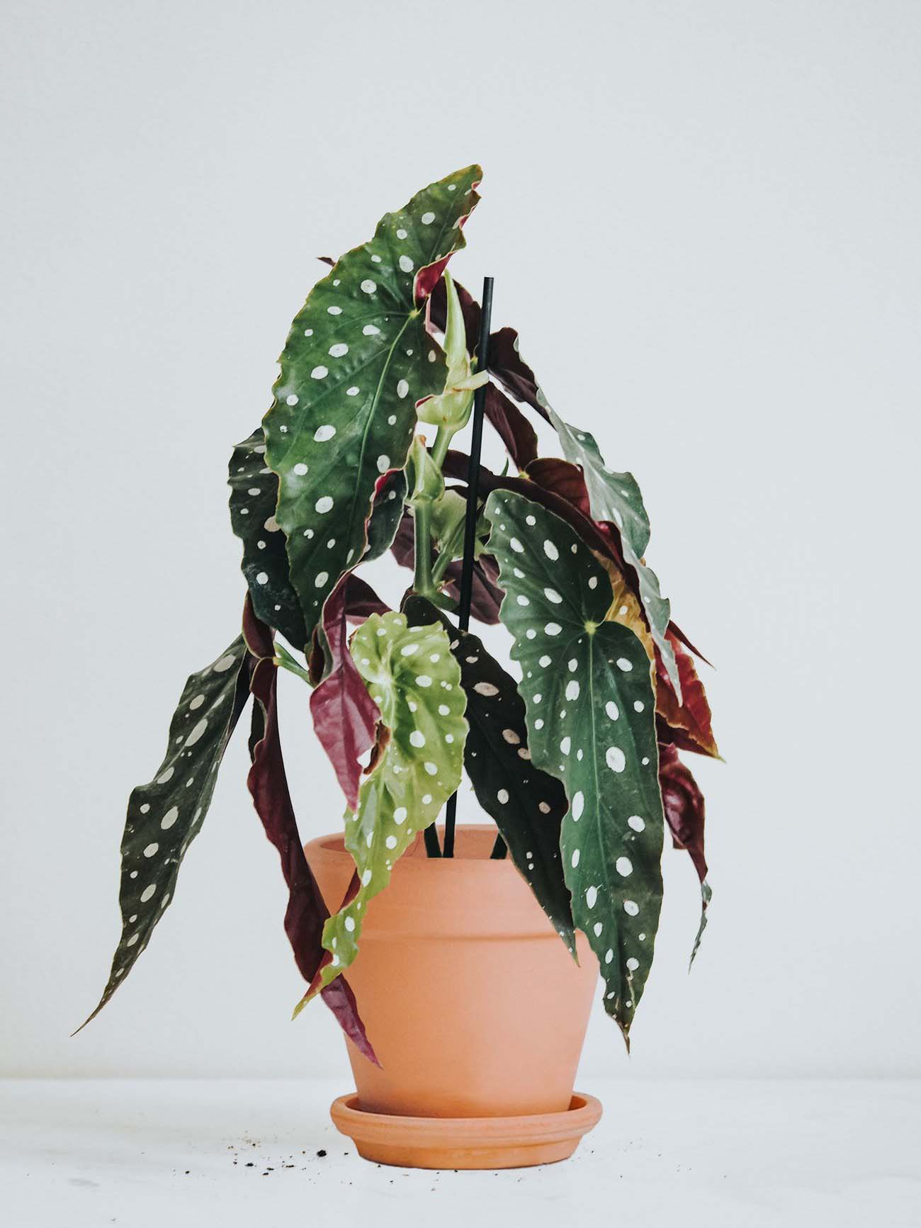Forellbegonia - Plantredo
