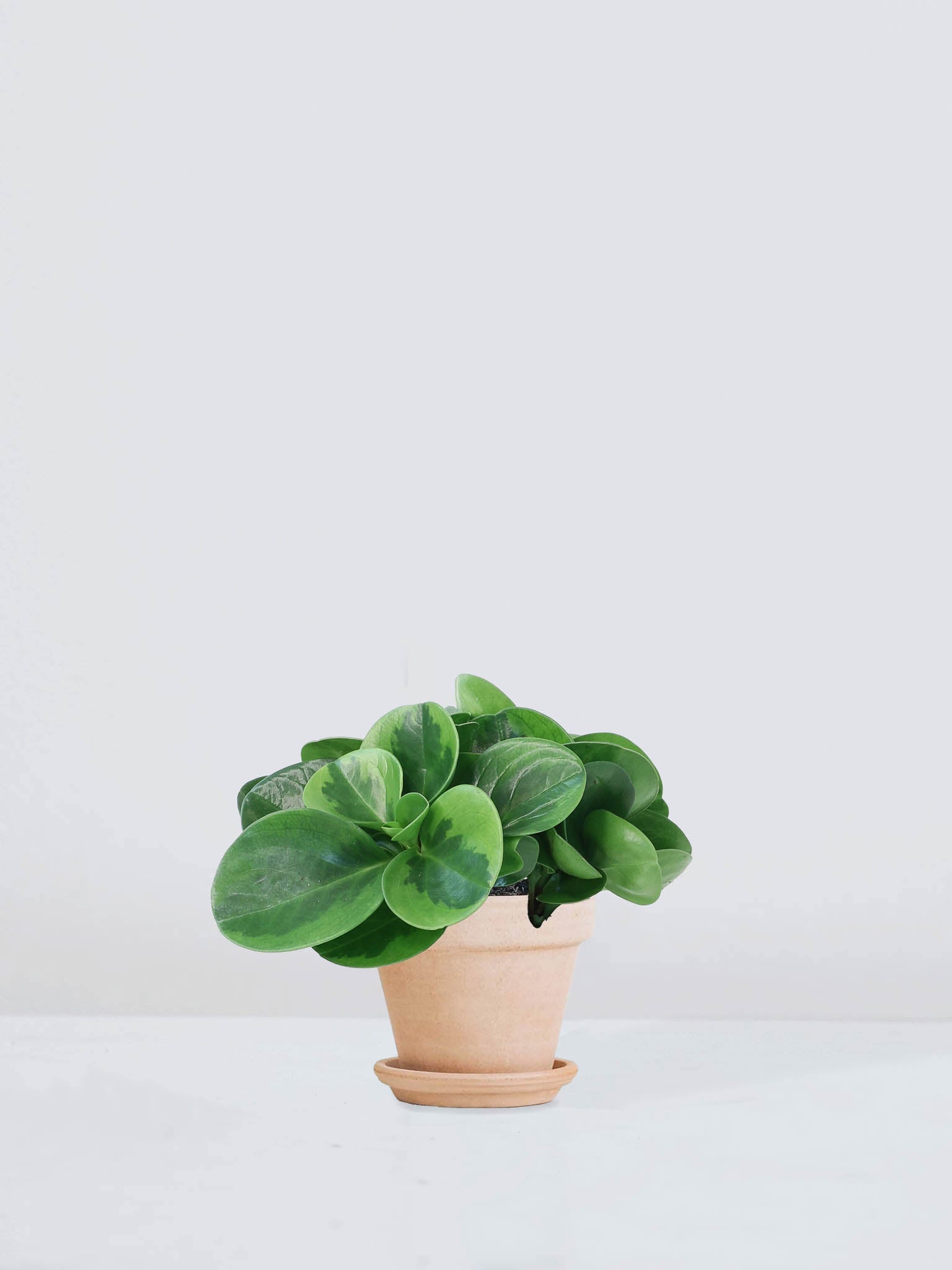 Fredsgrönska 'Lime' - Plantredo