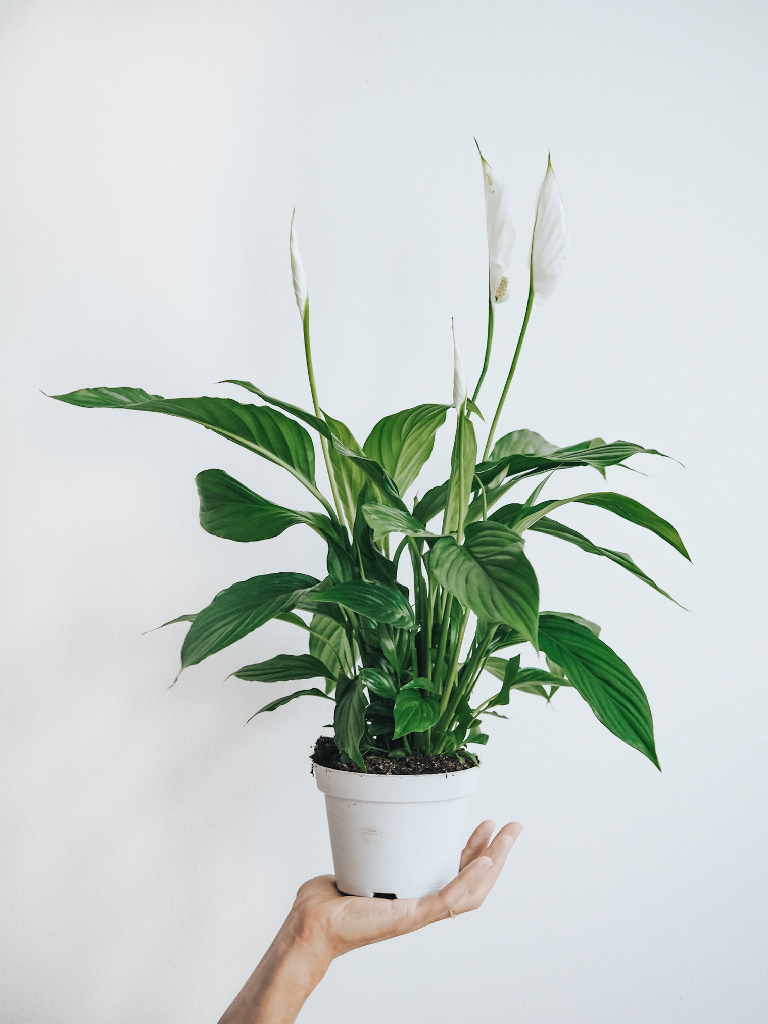 Fredskalla - Plantredo