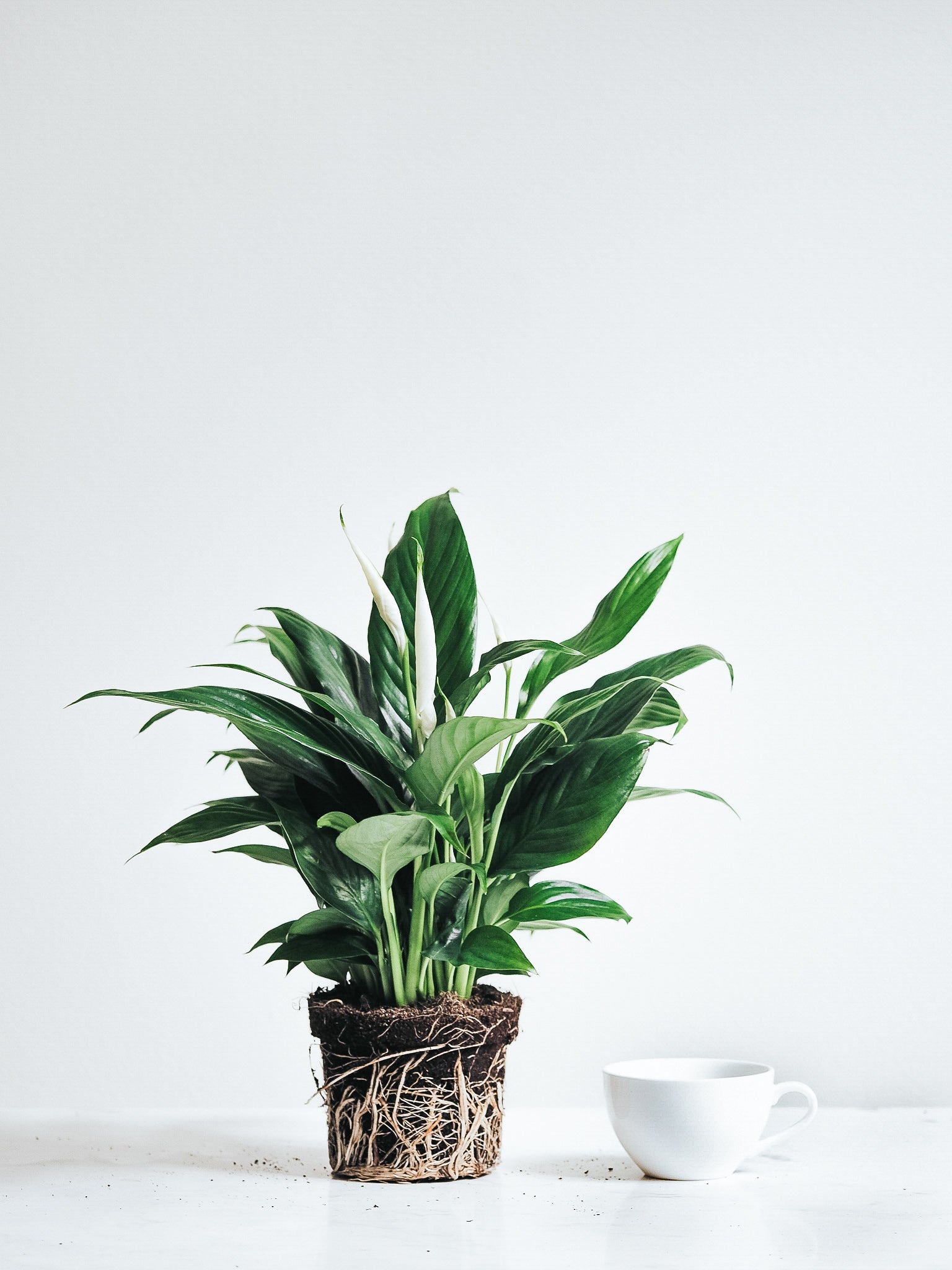 Fredskalla - Plantredo