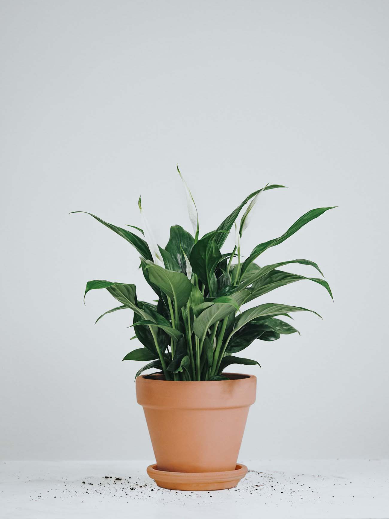 Fredskalla - Plantredo