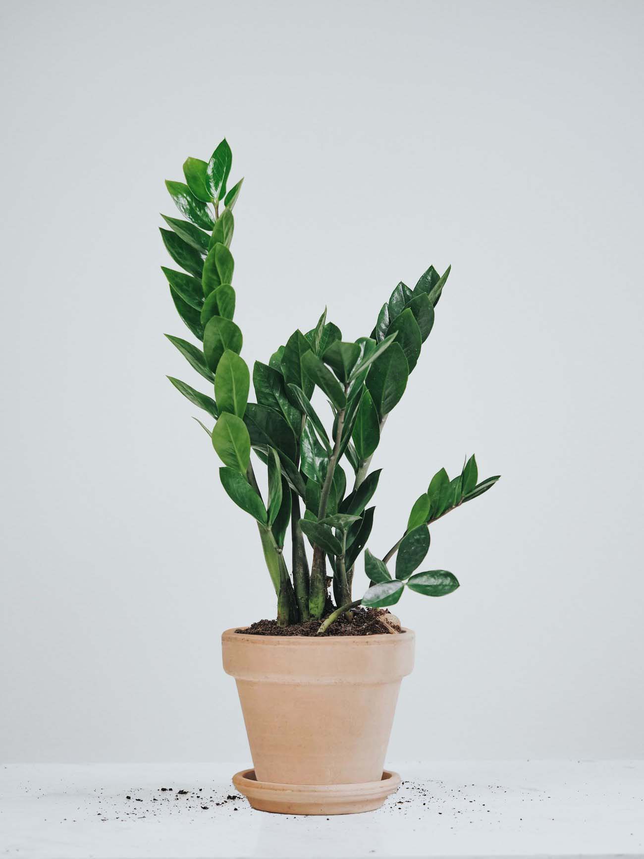 Garderobsblomma - Plantredo
